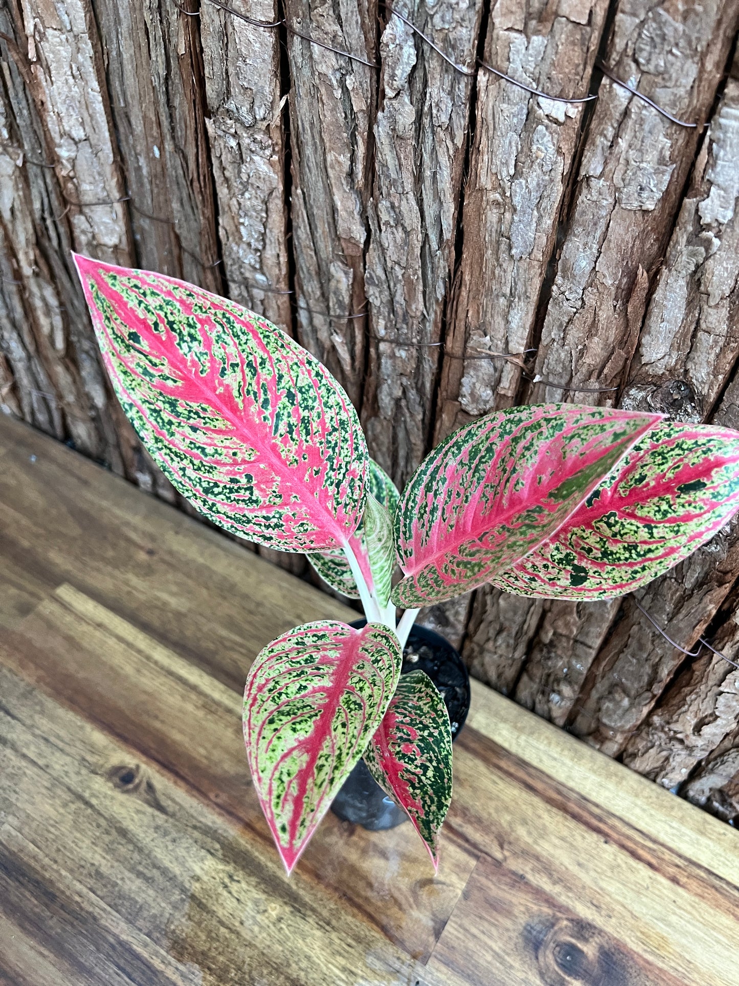 Aglaonema Mutated Red Boxer - Rarely Offered C148