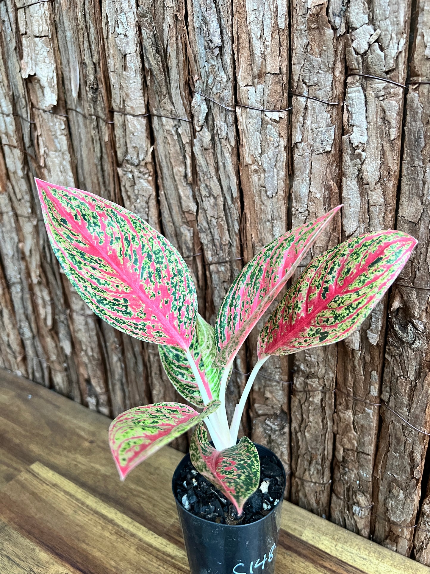 Aglaonema Mutated Red Boxer - Rarely Offered C148