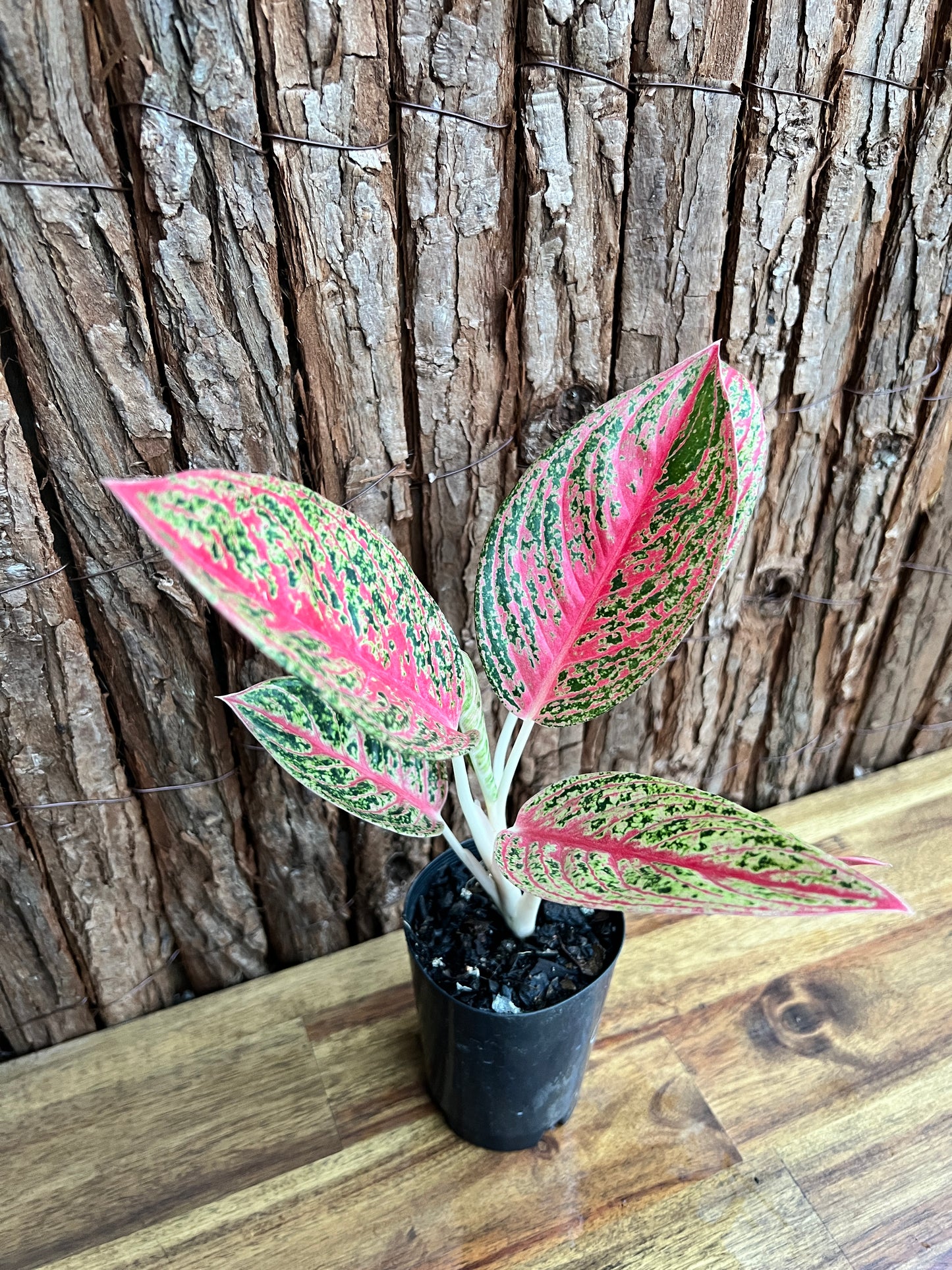 Aglaonema Mutated Red Boxer - Rarely Offered C148