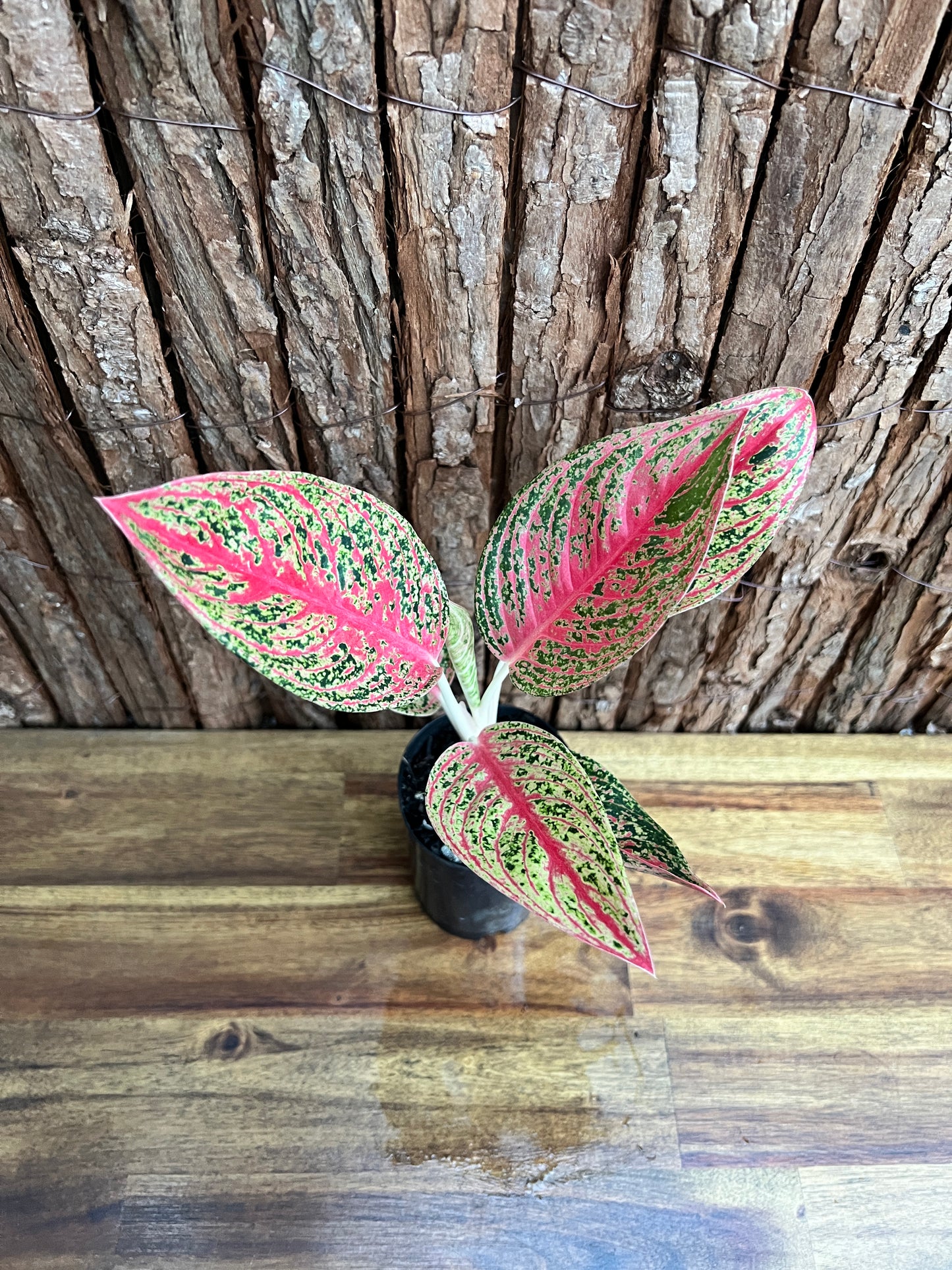 Aglaonema Mutated Red Boxer - Rarely Offered C148