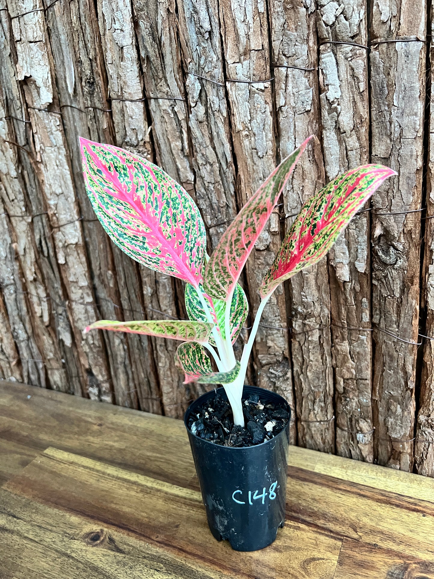 Aglaonema Mutated Red Boxer - Rarely Offered C148