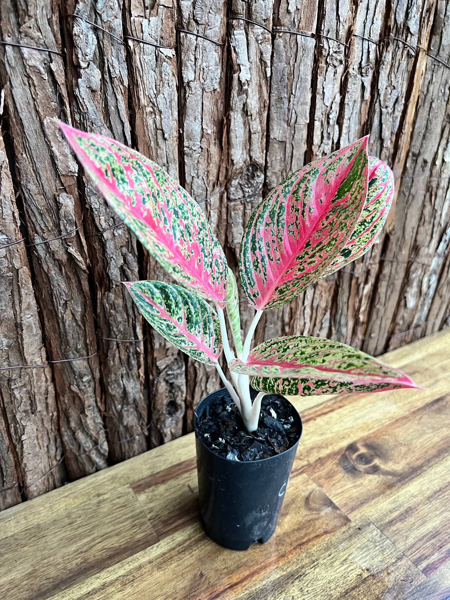 Aglaonema Mutated Red Boxer - Rarely Offered C148