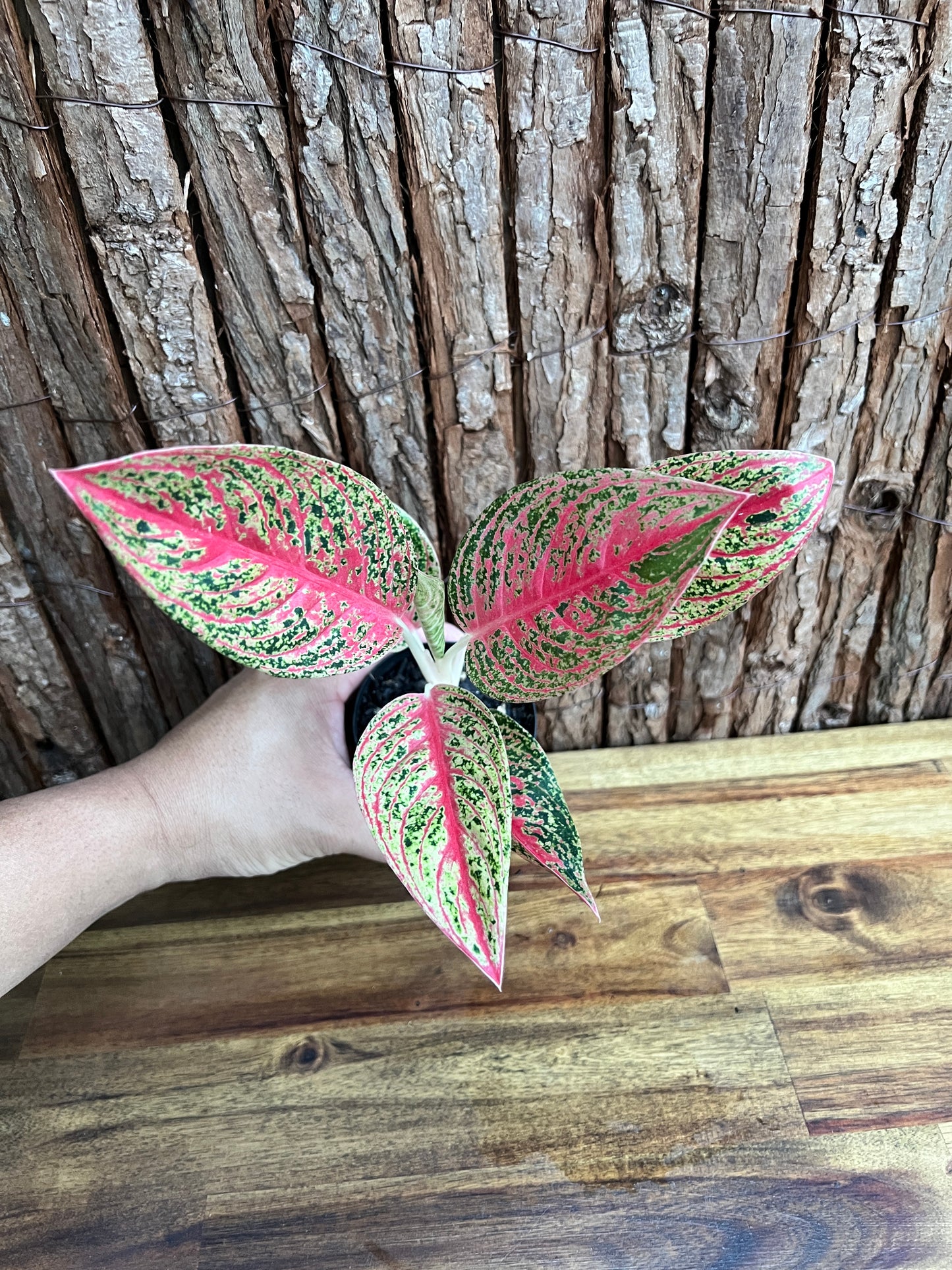 Aglaonema Mutated Red Boxer - Rarely Offered C148