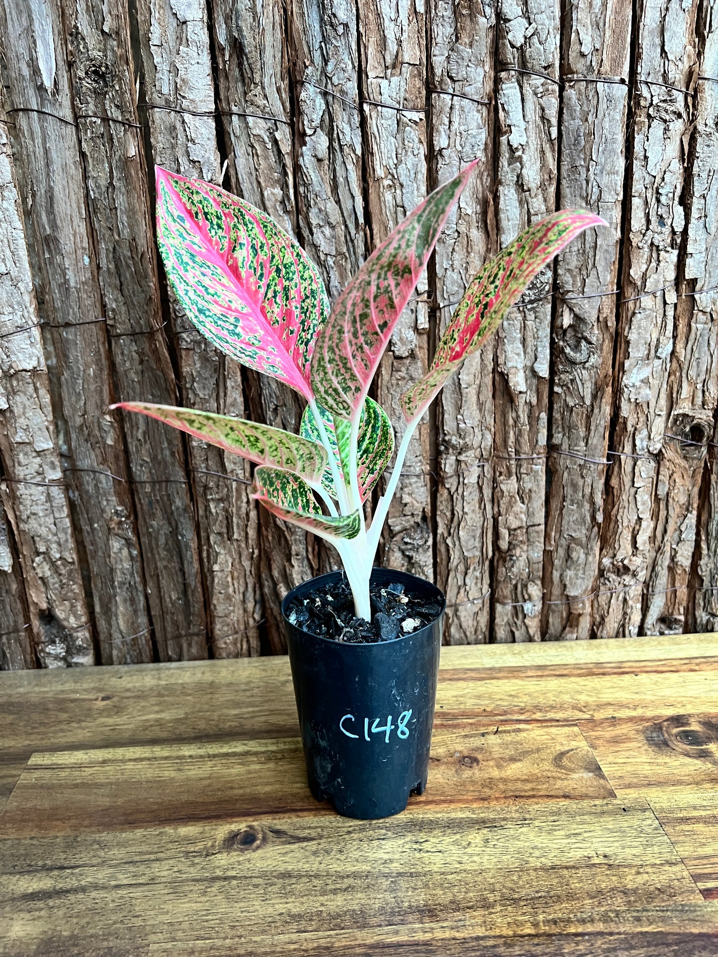 Aglaonema Mutated Red Boxer - Rarely Offered C148