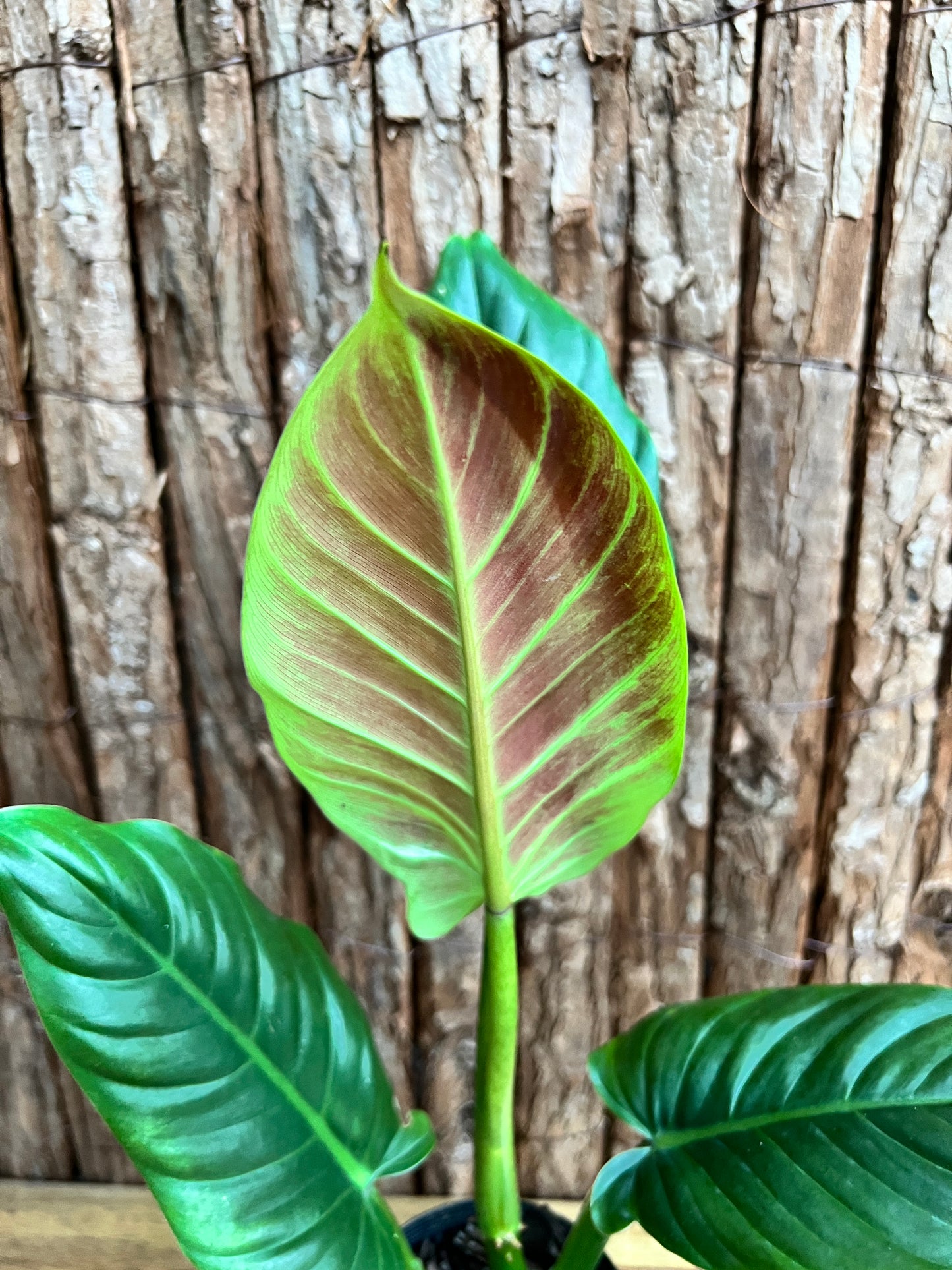 Philodendron Subhastatum C149