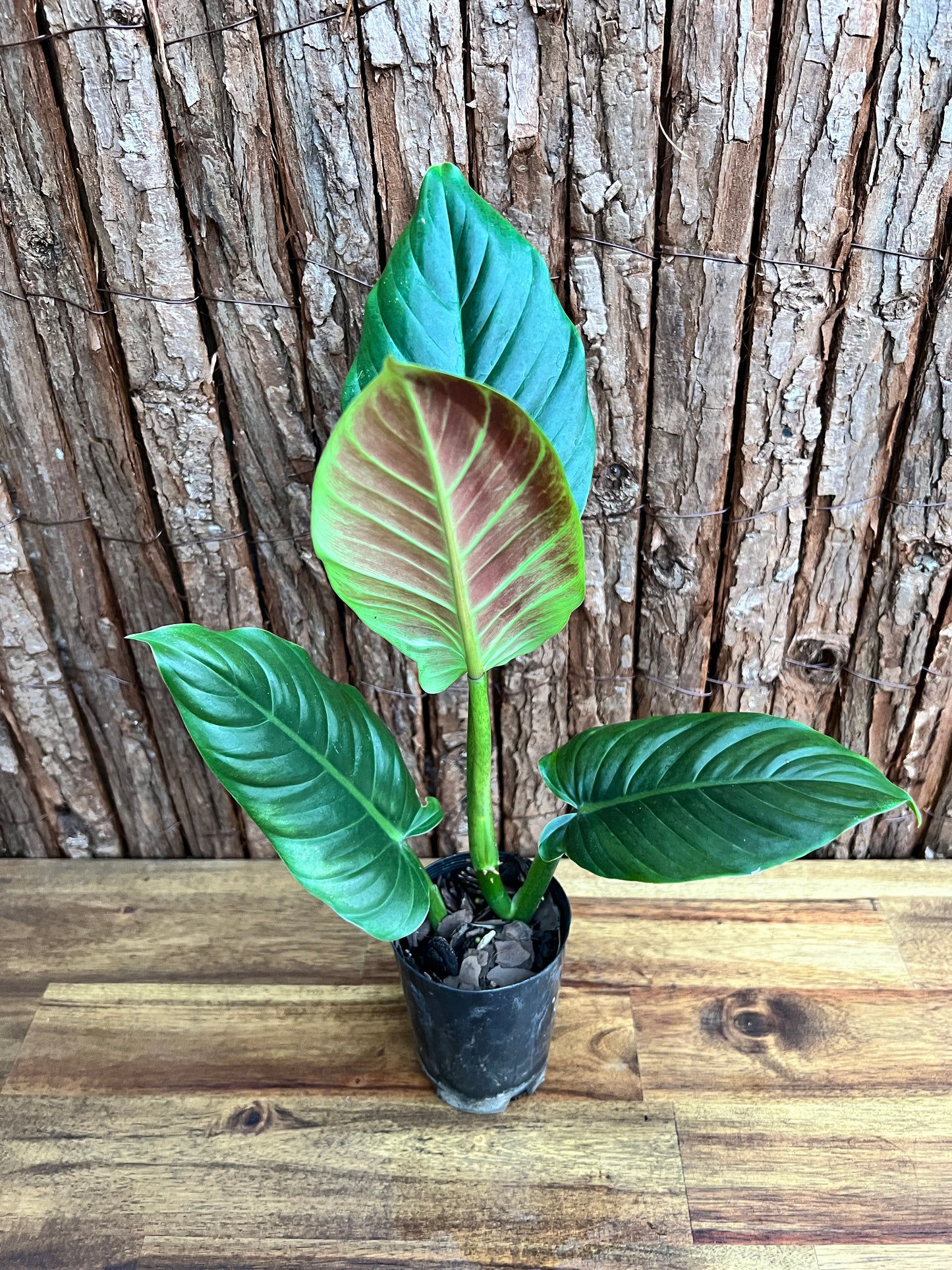 Philodendron Subhastatum C149