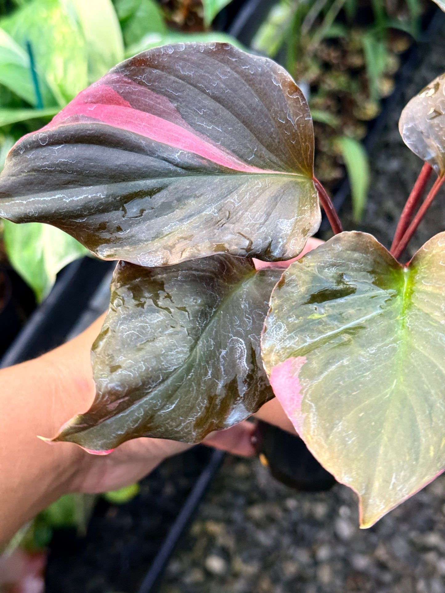 Homalomena rubescens Flaming Red Variegata R42