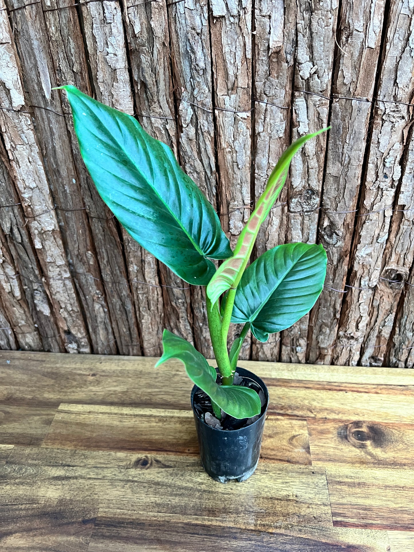 Philodendron Subhastatum C149