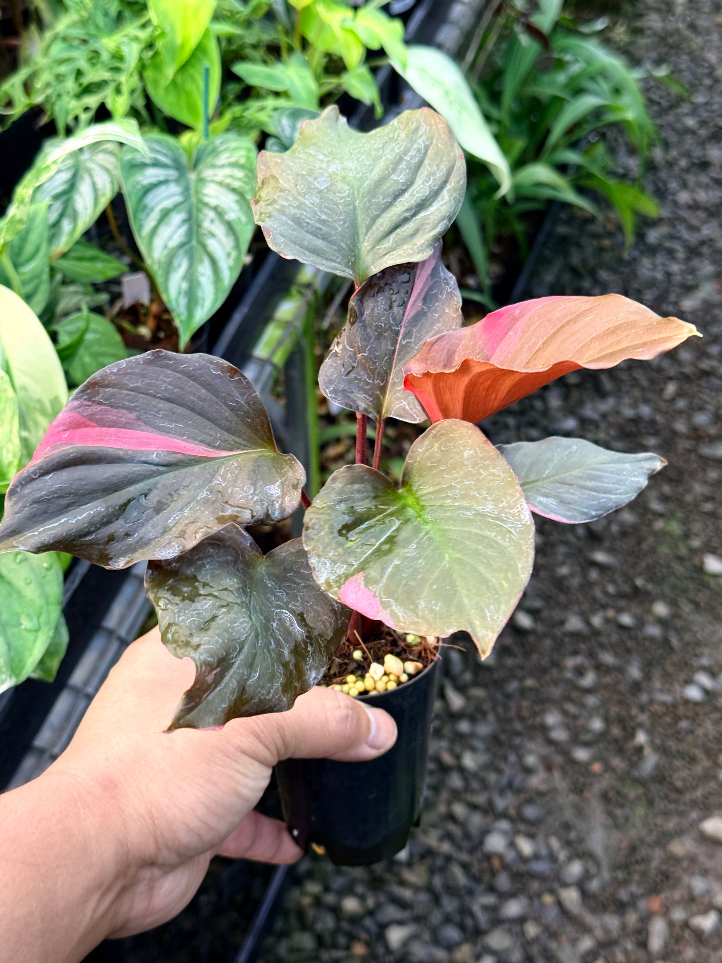 Homalomena rubescens Flaming Red Variegata R42