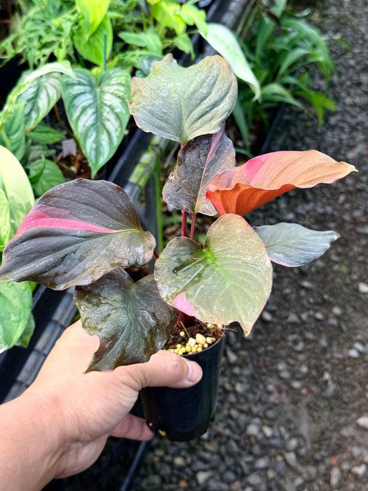 Homalomena rubescens Flaming Red Variegata R42