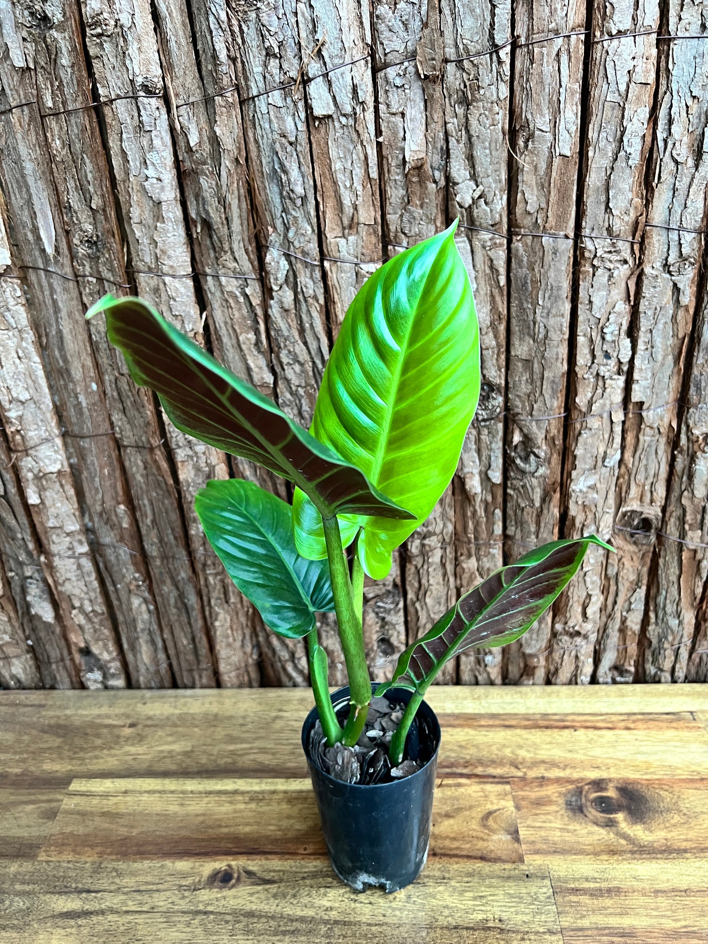 Philodendron Subhastatum C149