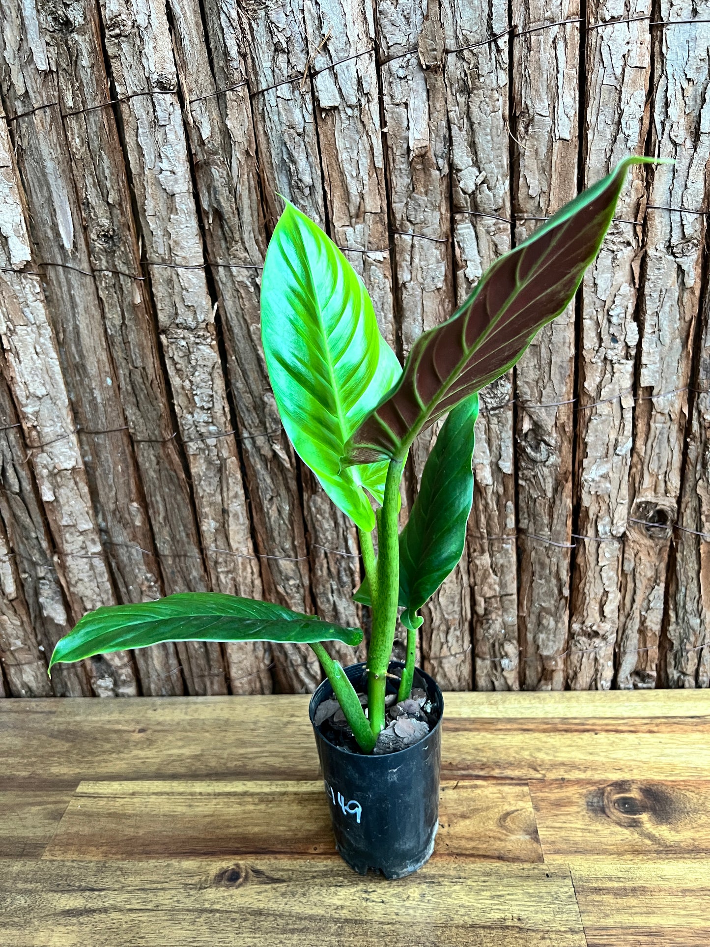 Philodendron Subhastatum C149