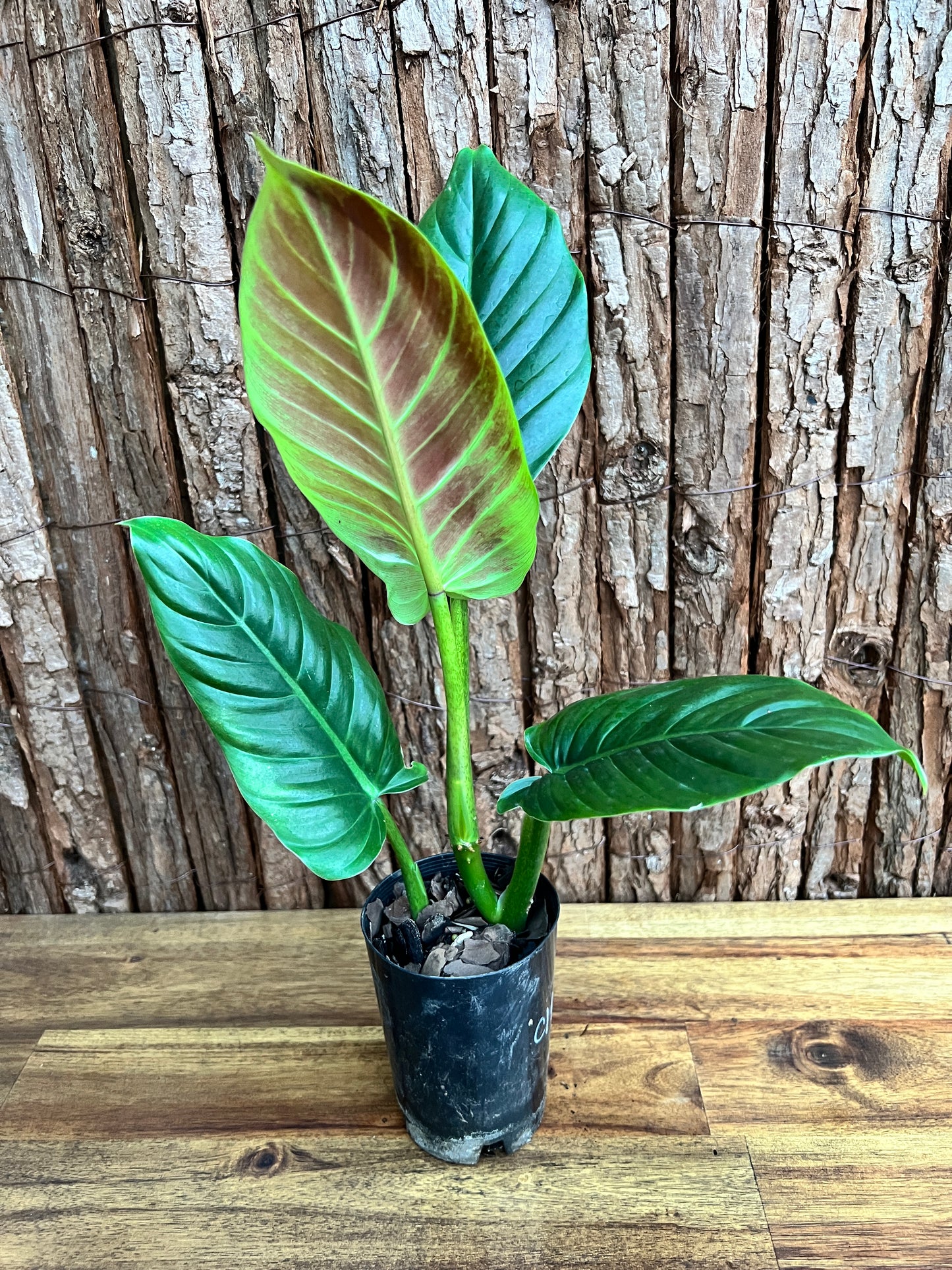 Philodendron Subhastatum C149