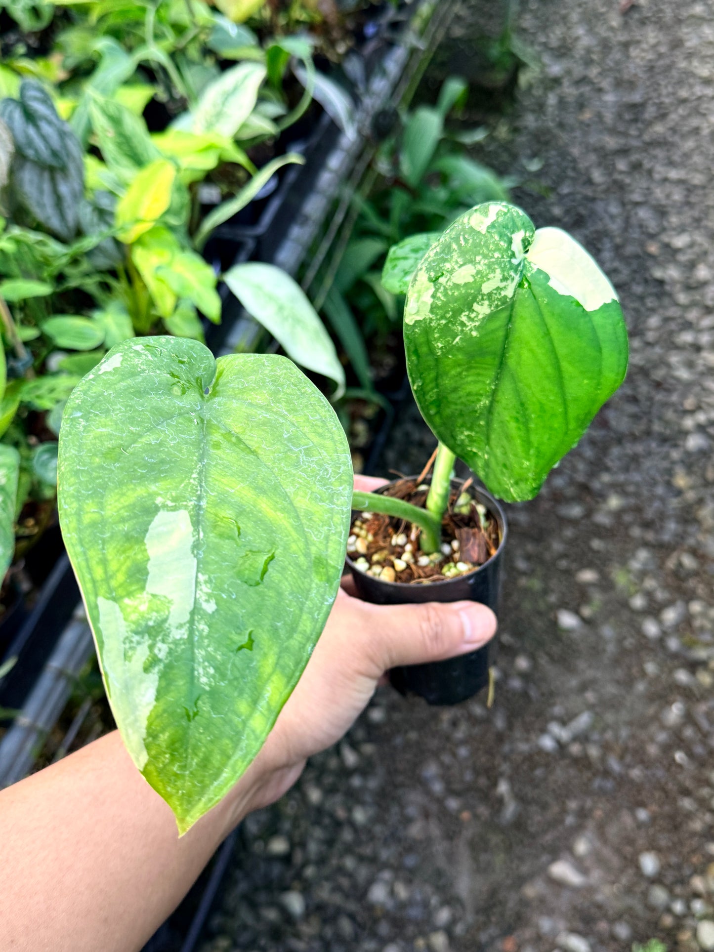 Syngonium 'Chiapense Variegated' R45