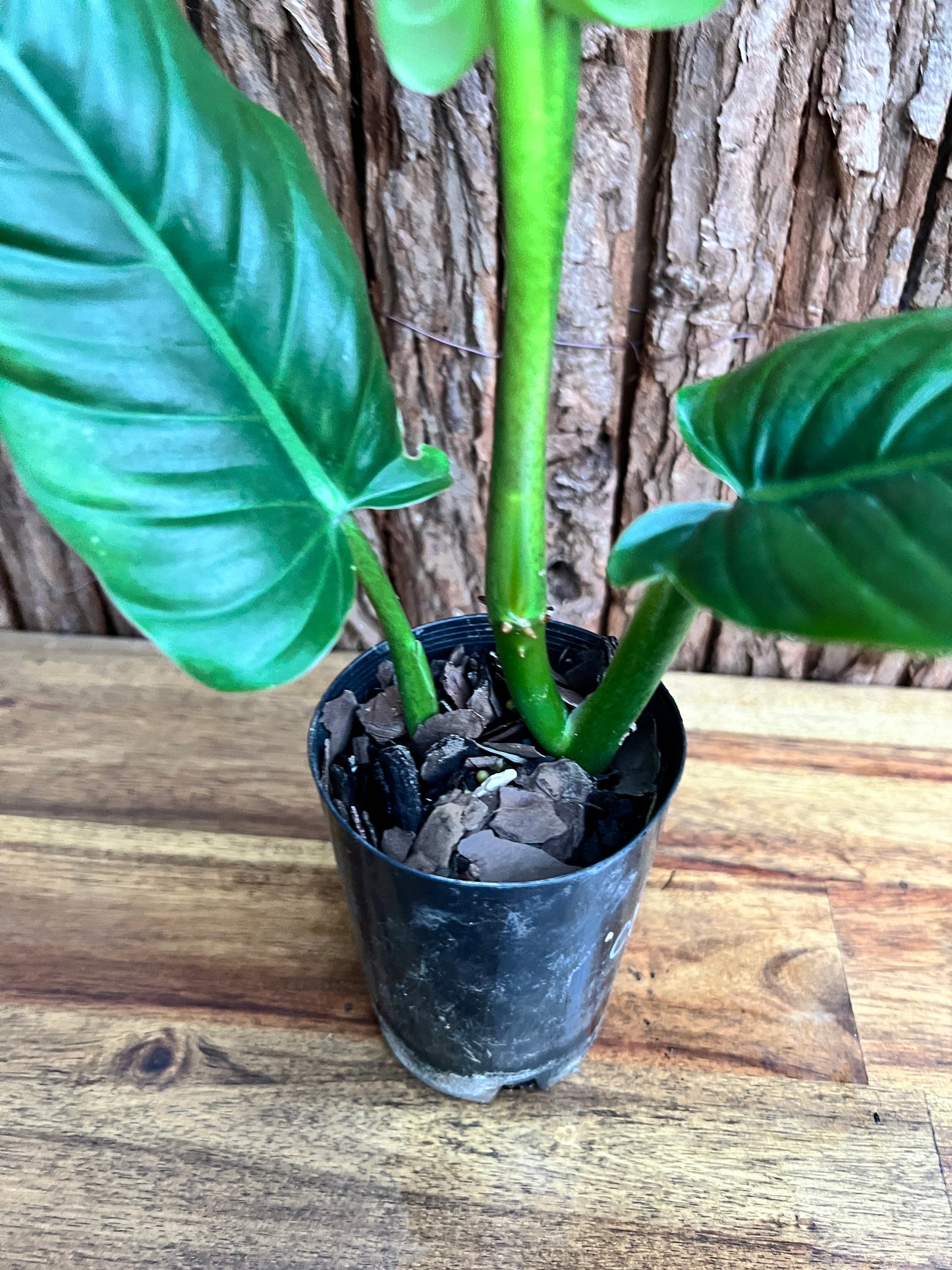 Philodendron Subhastatum C149