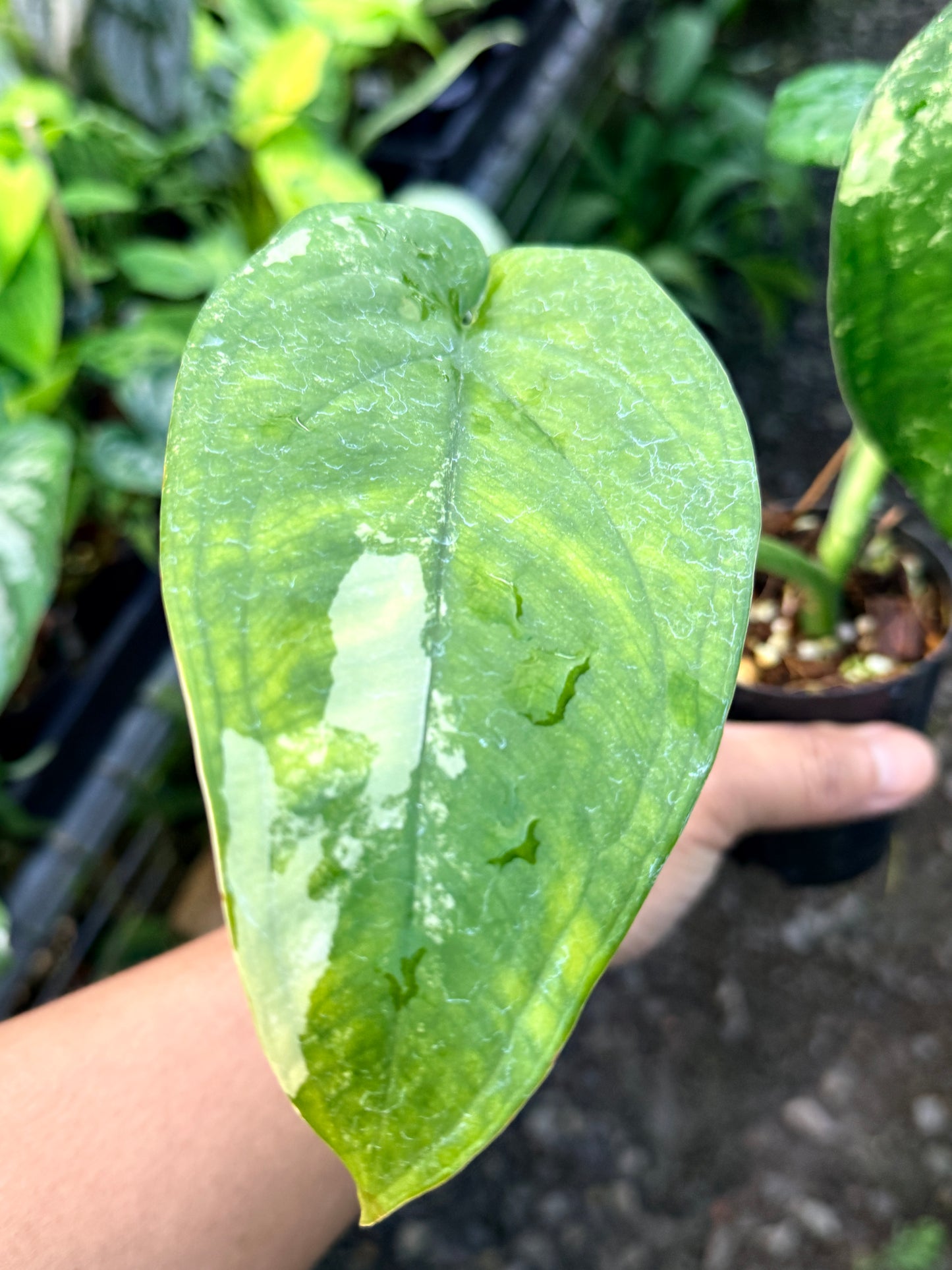 Syngonium 'Chiapense Variegated' R45