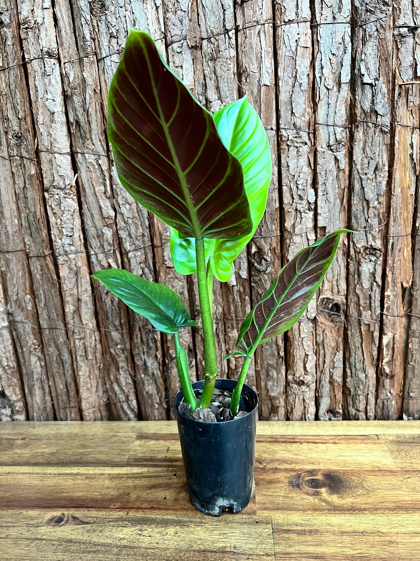 Philodendron Subhastatum C149