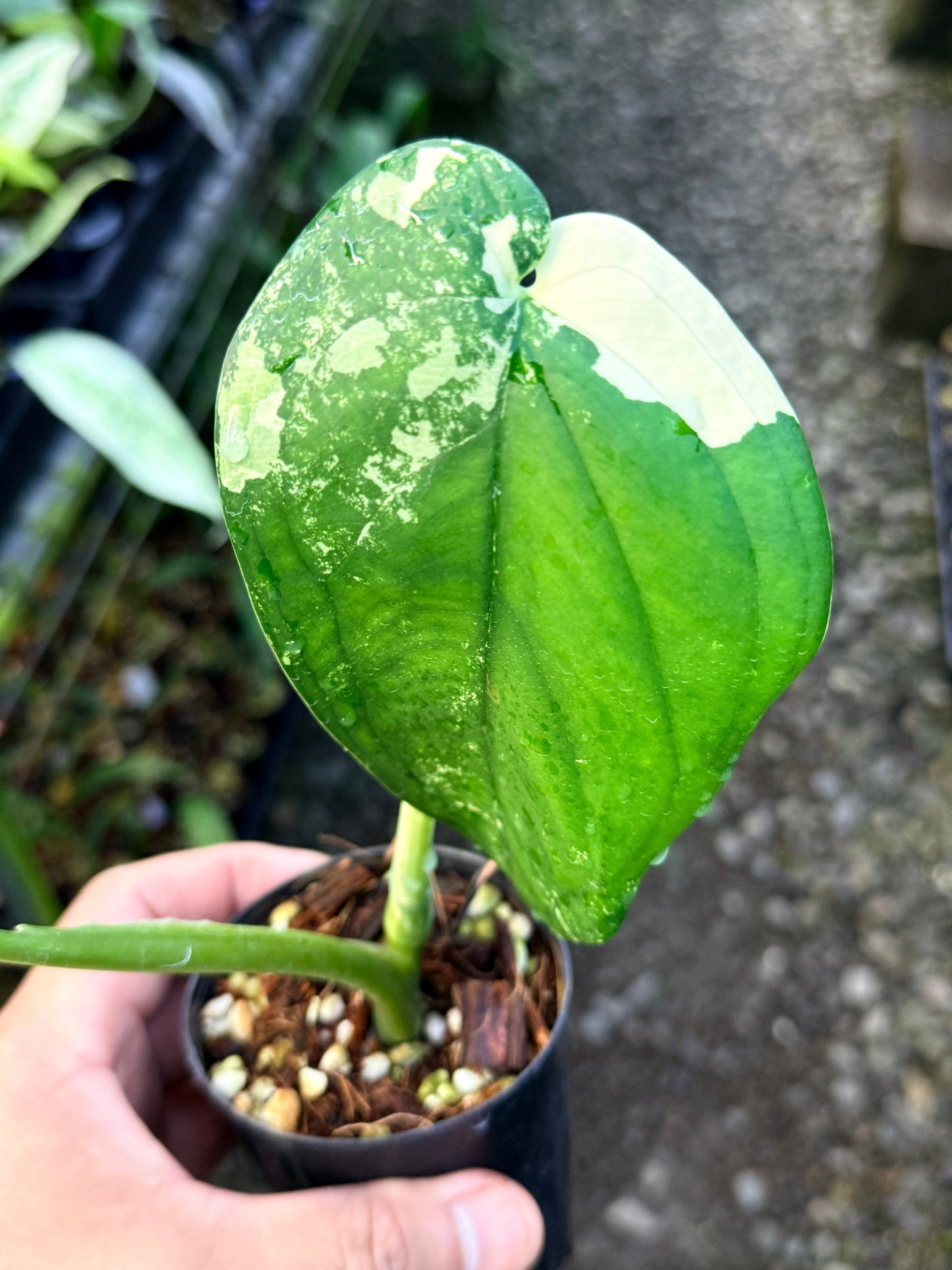 Syngonium 'Chiapense Variegated' R45