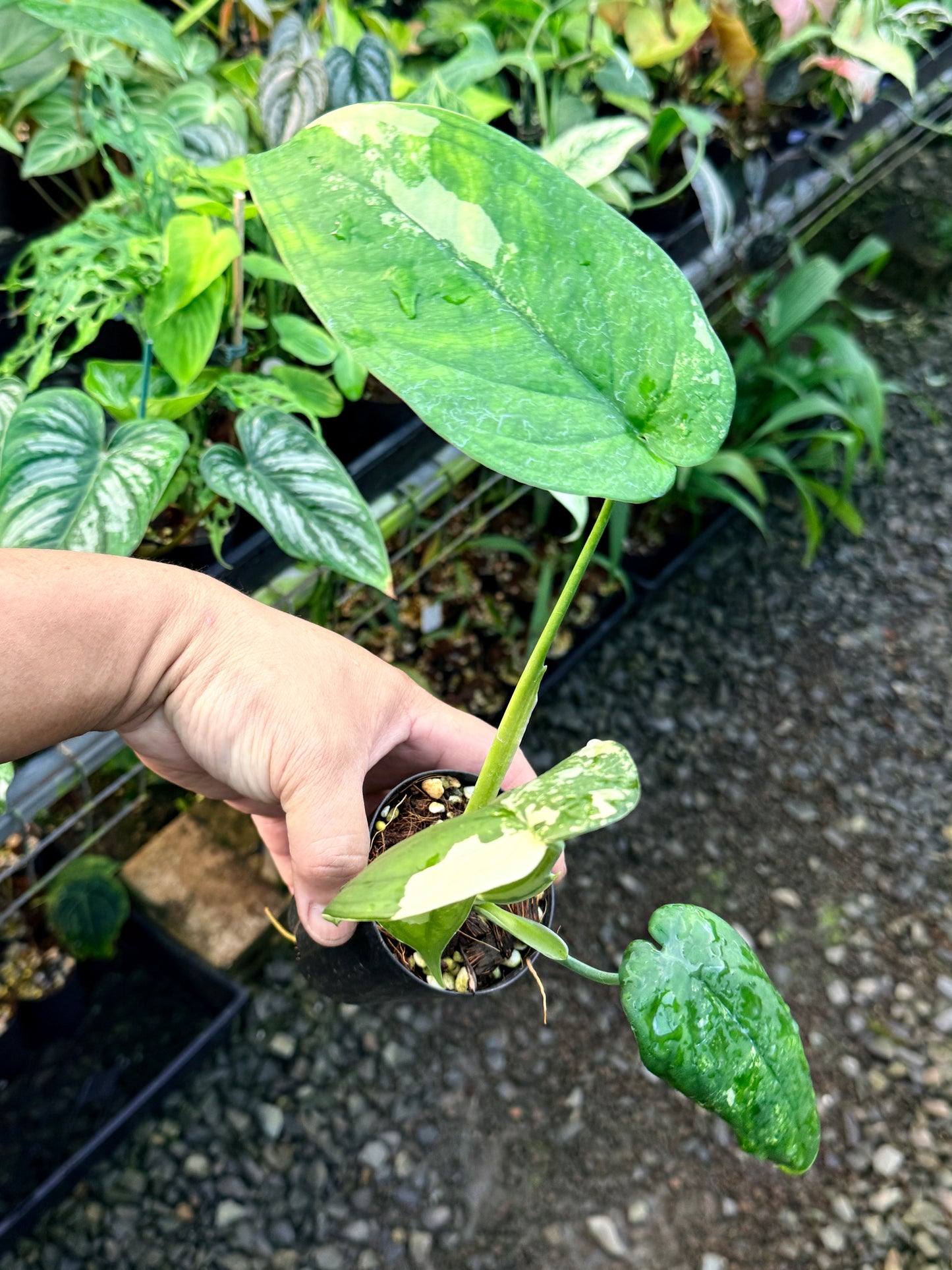 Syngonium 'Chiapense Variegated' R45