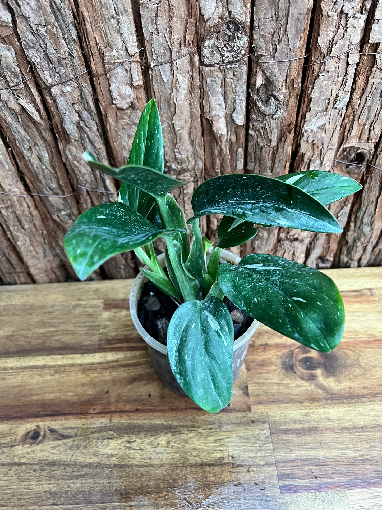 Monstera standleyana Albo Variegata C150