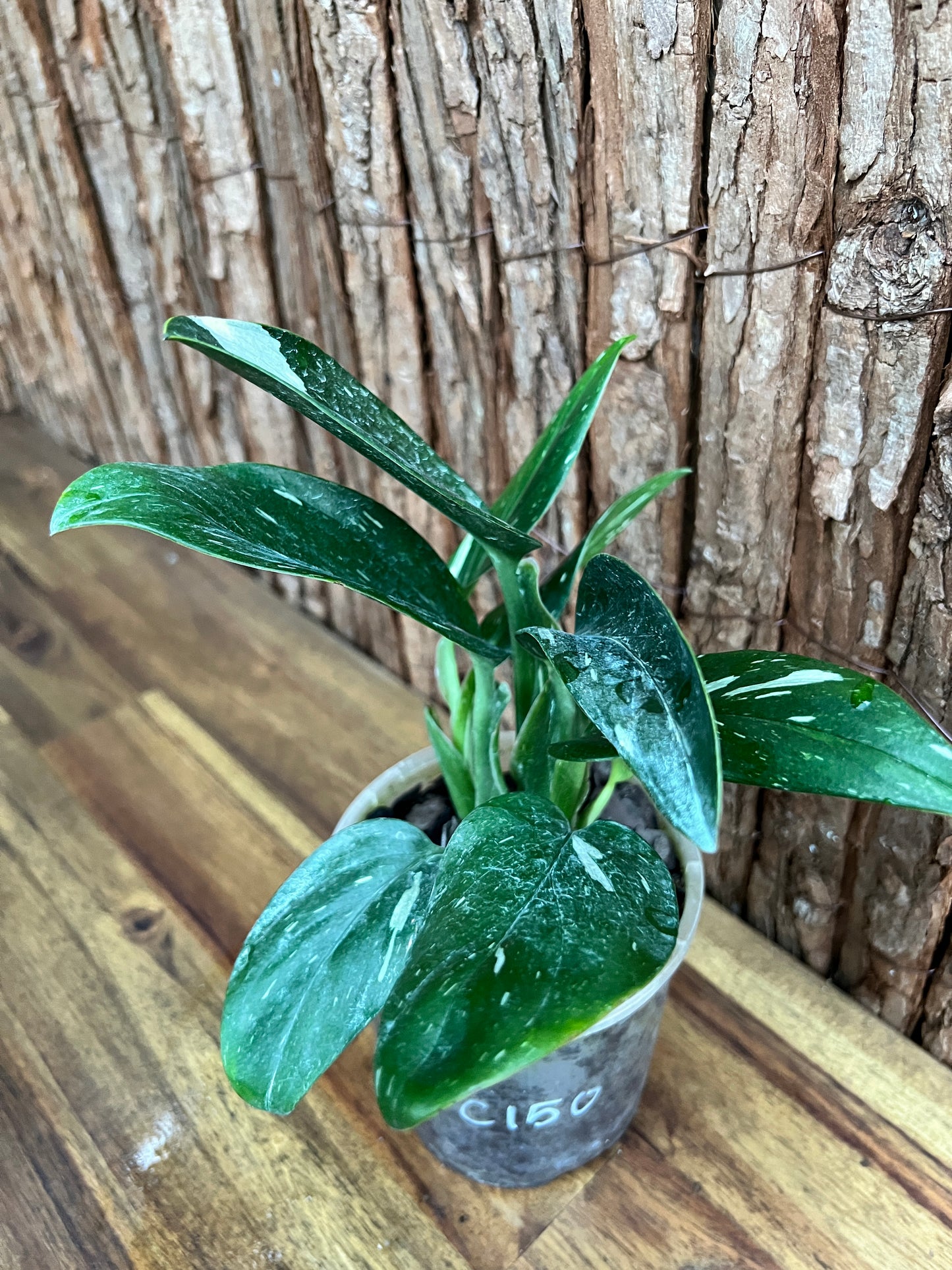 Monstera standleyana Albo Variegata C150