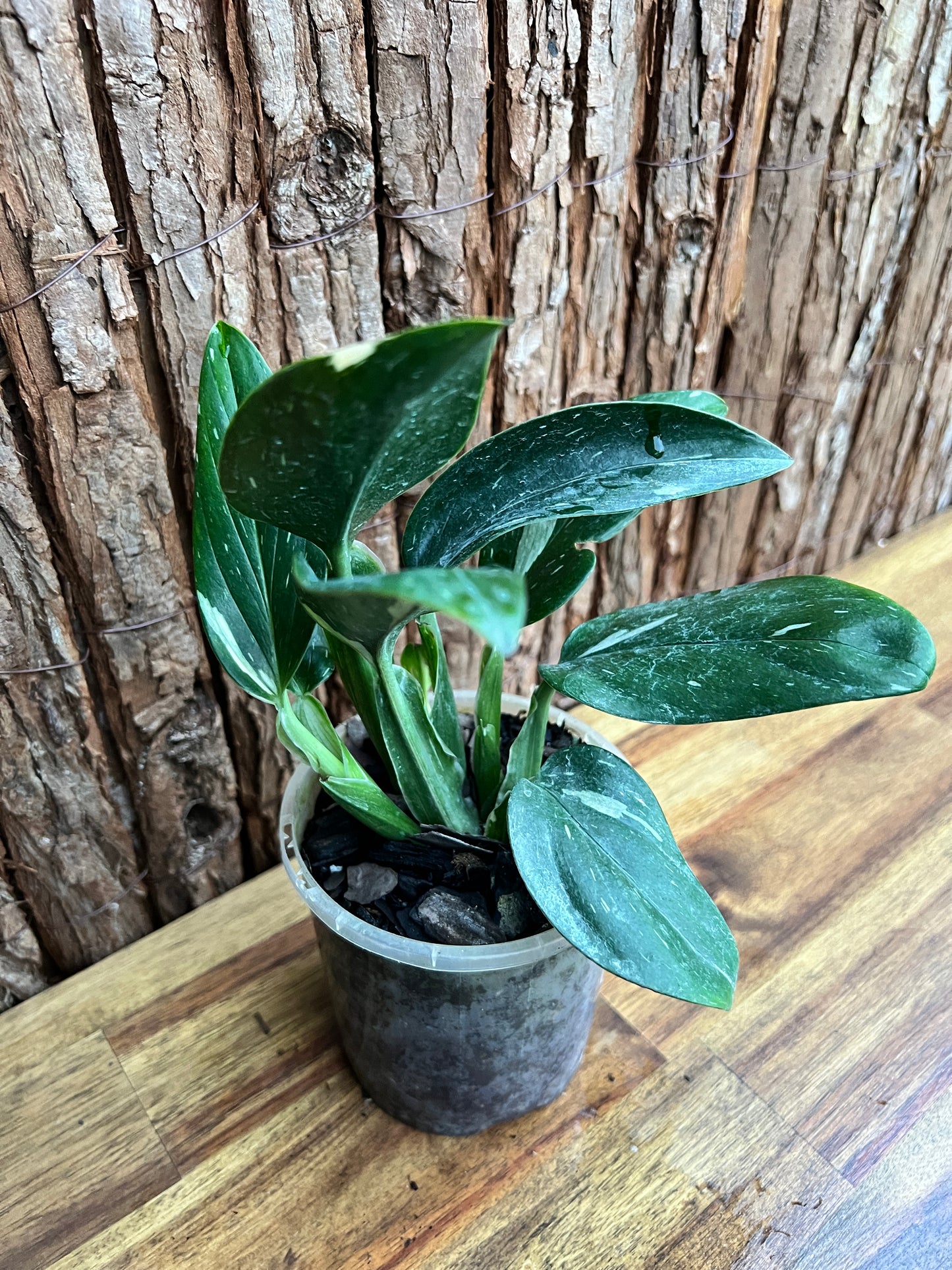 Monstera standleyana Albo Variegata C150