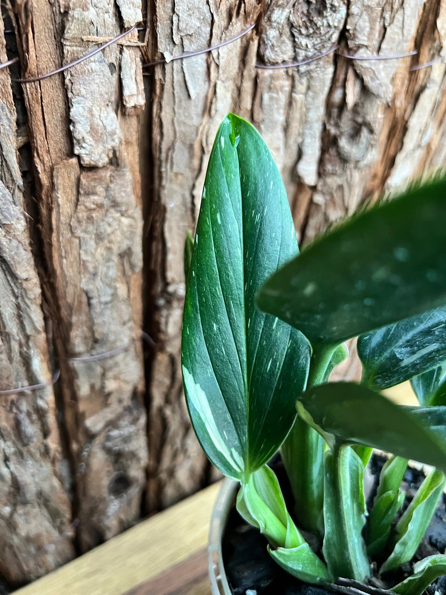 Monstera standleyana Albo Variegata C150