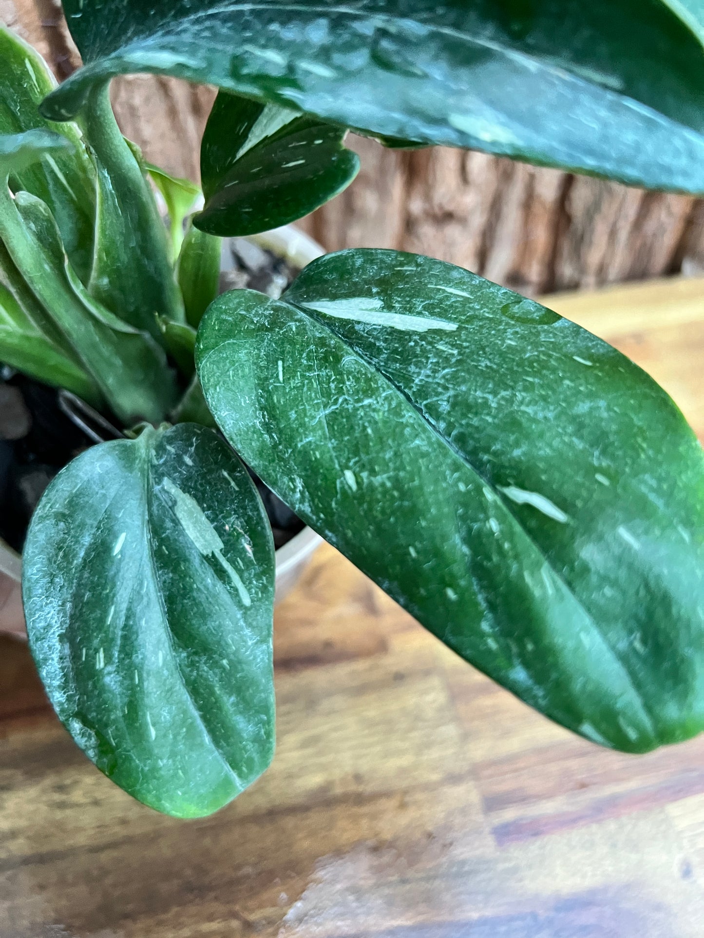 Monstera standleyana Albo Variegata C150