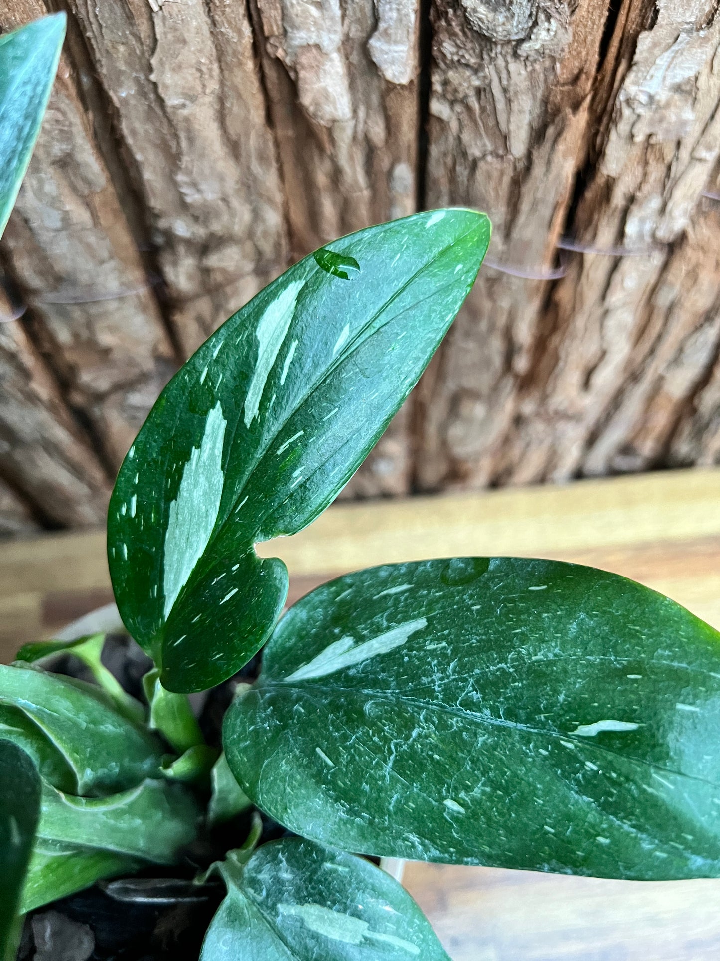 Monstera standleyana Albo Variegata C150