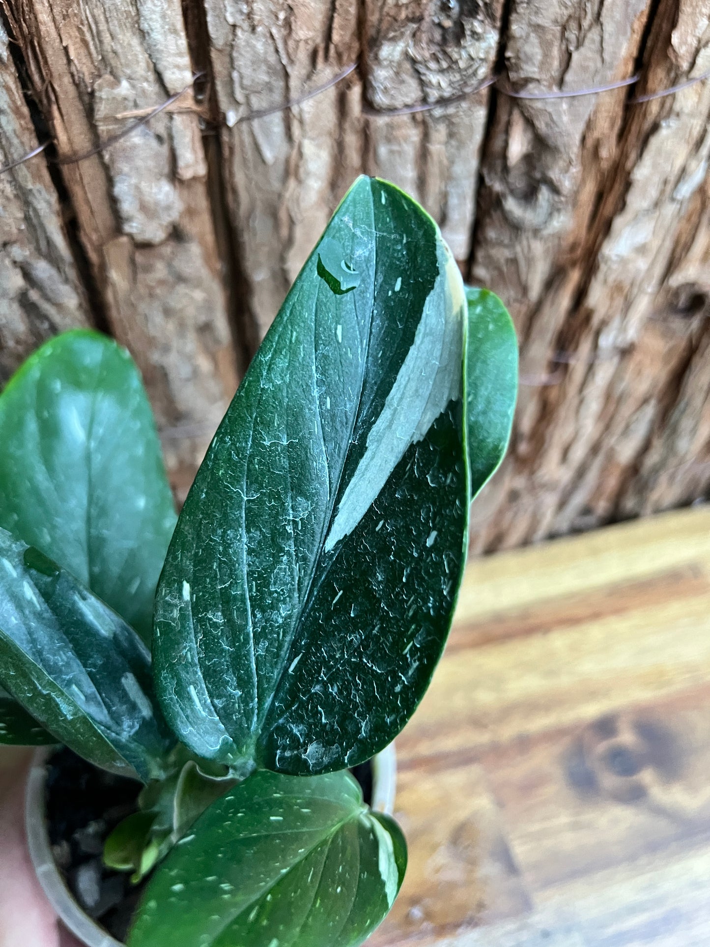 Monstera standleyana Albo Variegata C150