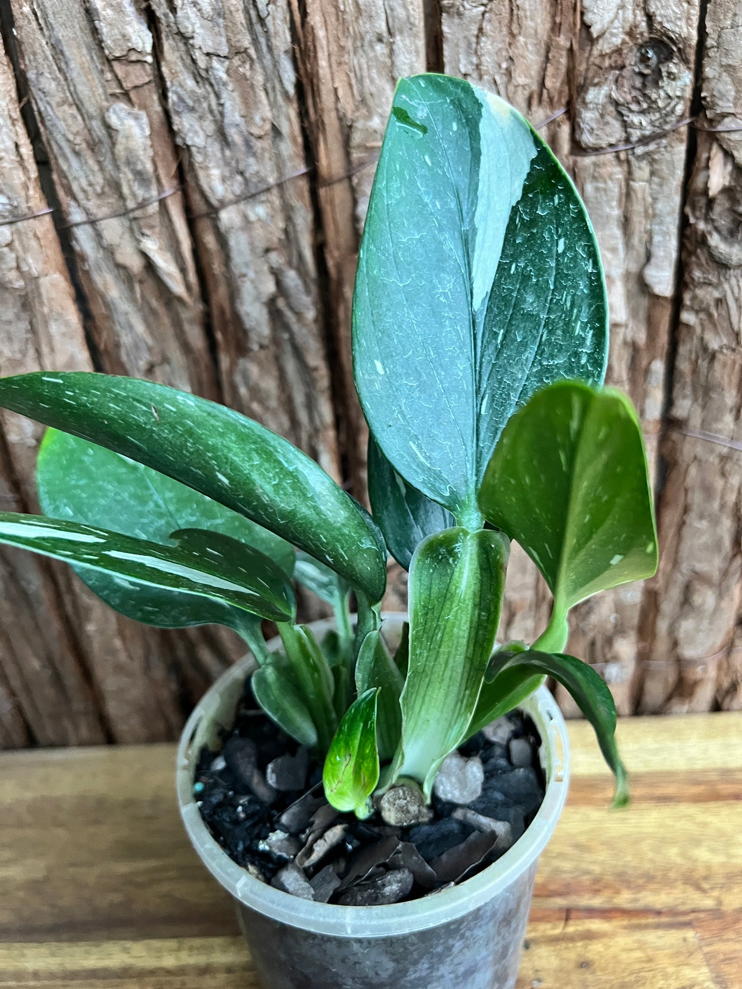 Monstera standleyana Albo Variegata C150