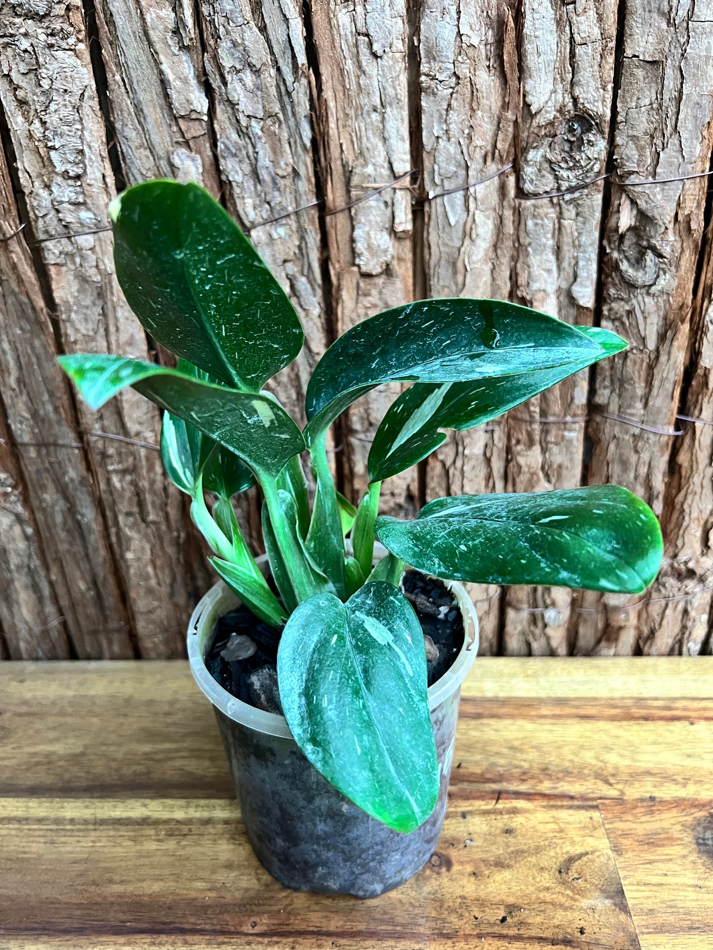 Monstera standleyana Albo Variegata C150