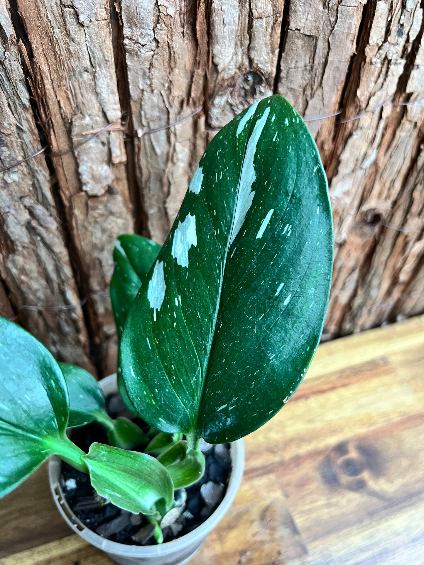 Monstera standleyana Albo Variegata C151