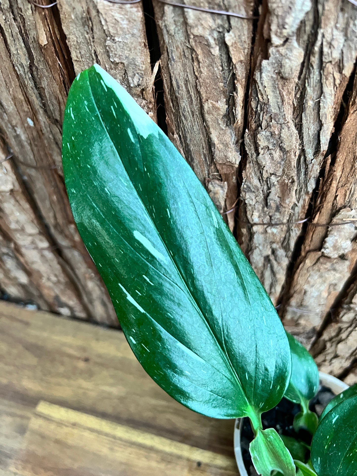 Monstera standleyana Albo Variegata C151