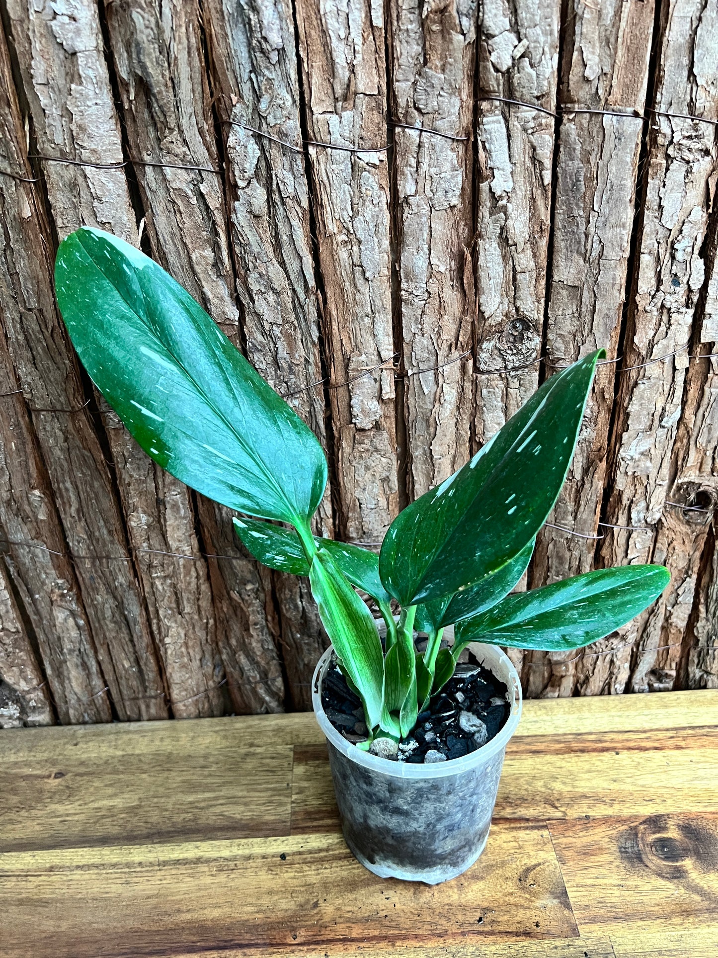 Monstera standleyana Albo Variegata C151