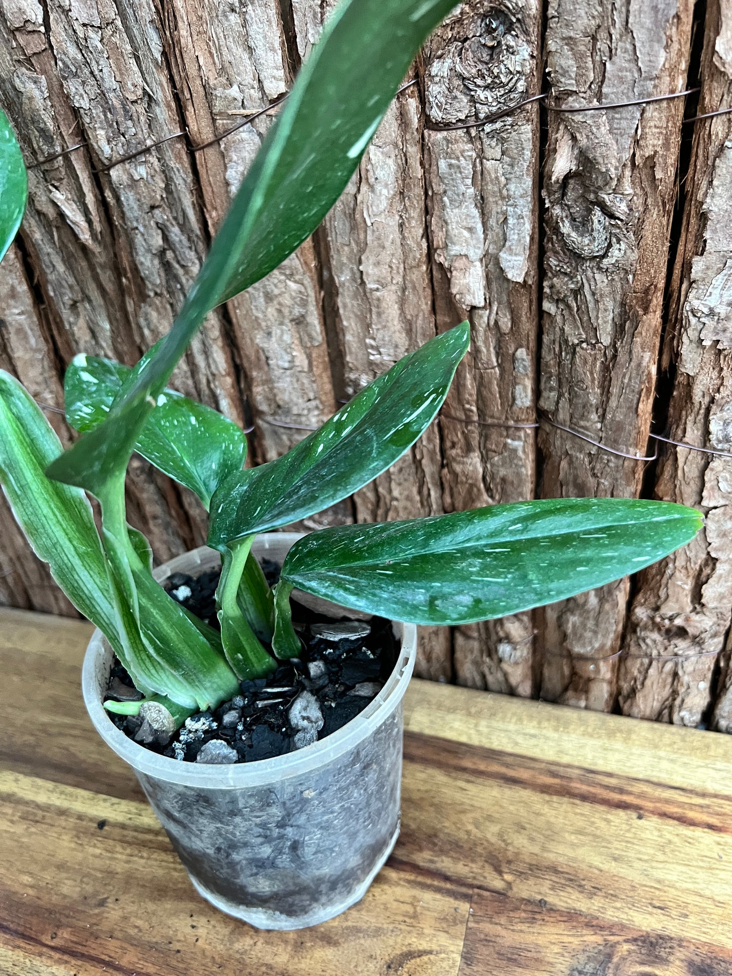 Monstera standleyana Albo Variegata C151