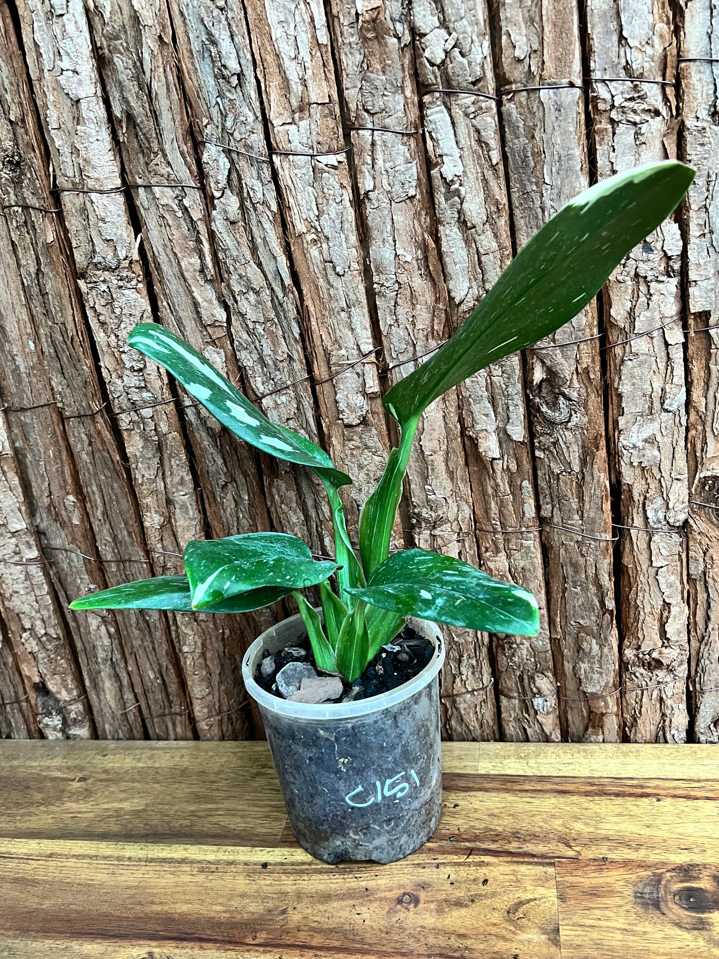 Monstera standleyana Albo Variegata C151