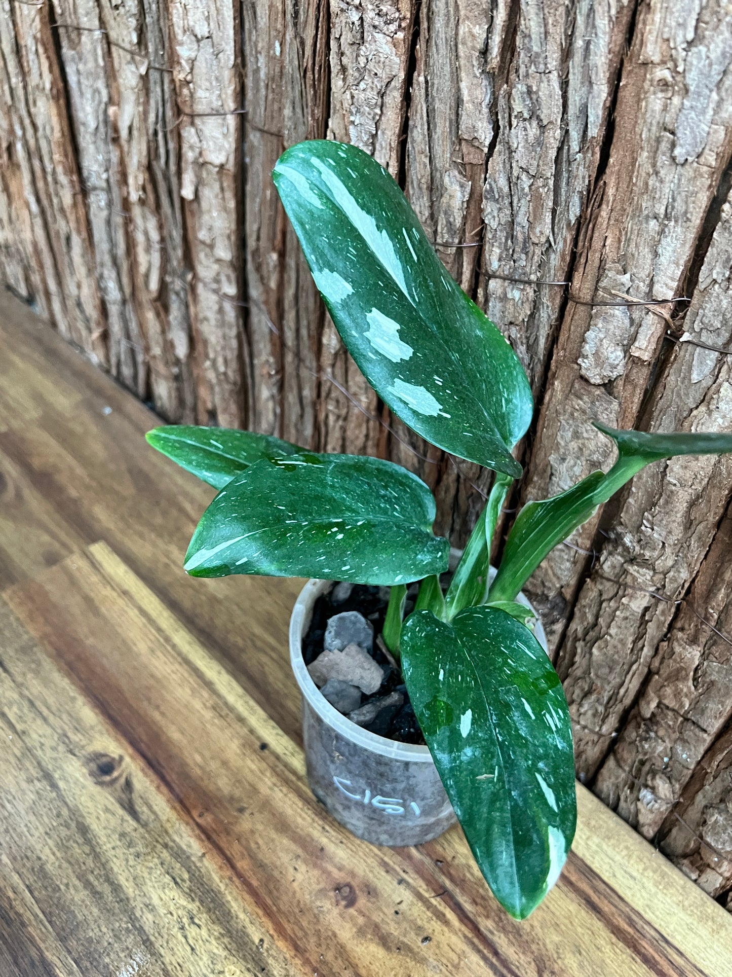 Monstera standleyana Albo Variegata C151