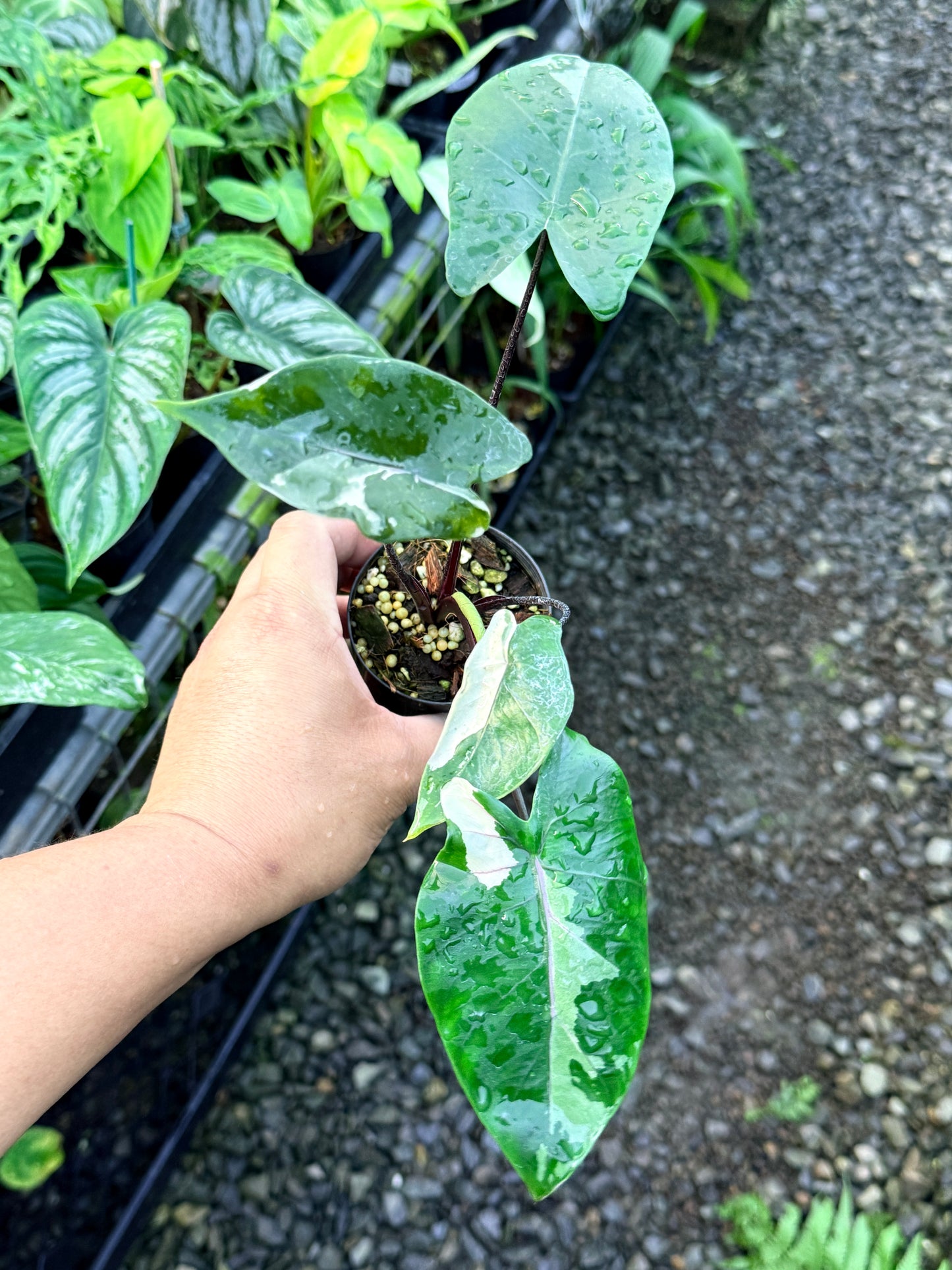 Alocasia Macrorrhizos Black Stem Variegated R43
