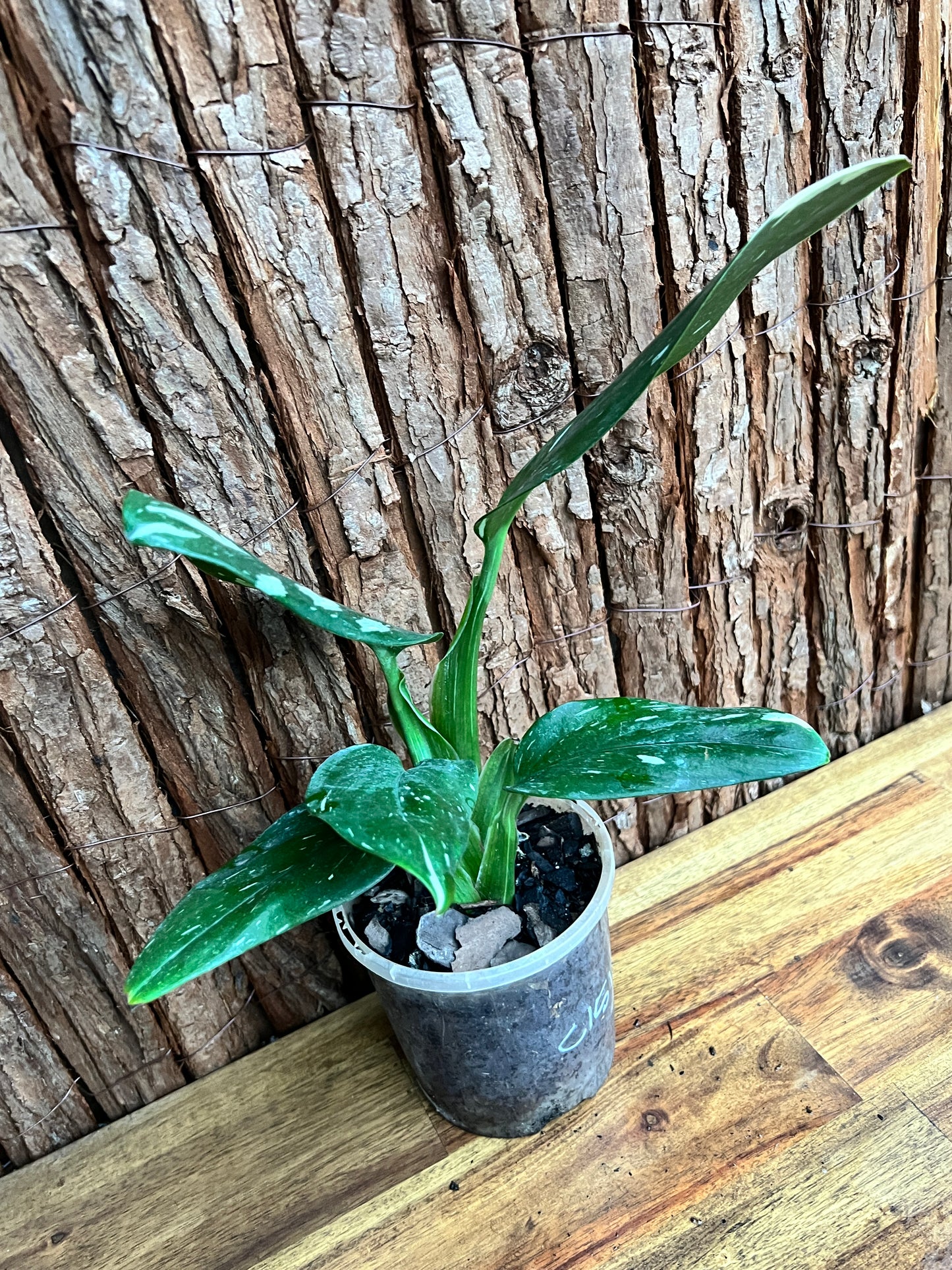 Monstera standleyana Albo Variegata C151