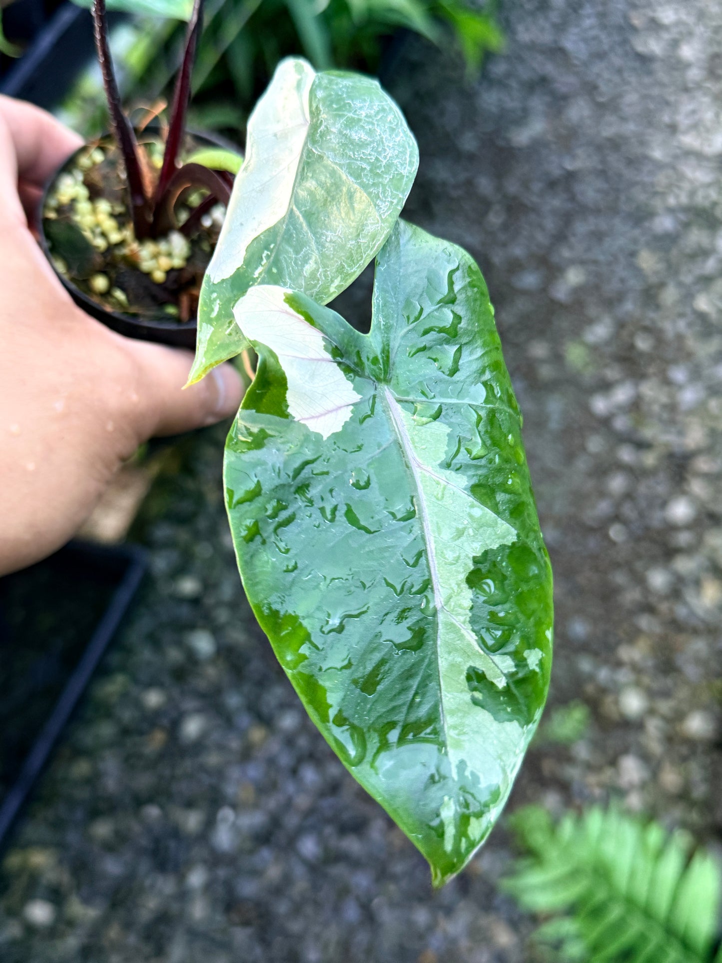 Alocasia Macrorrhizos Black Stem Variegated R43