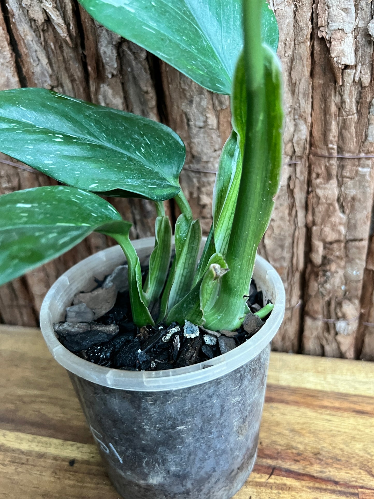 Monstera standleyana Albo Variegata C151