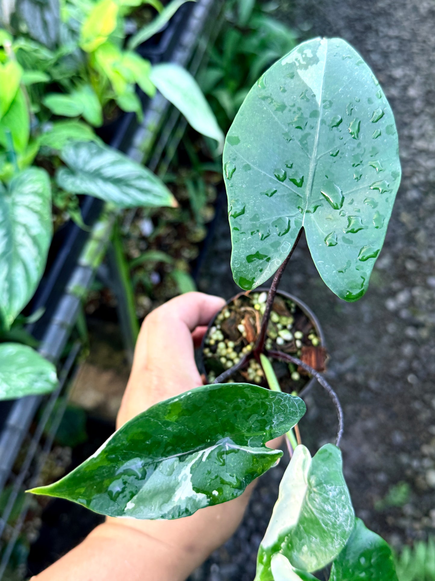 Alocasia Macrorrhizos Black Stem Variegated R43