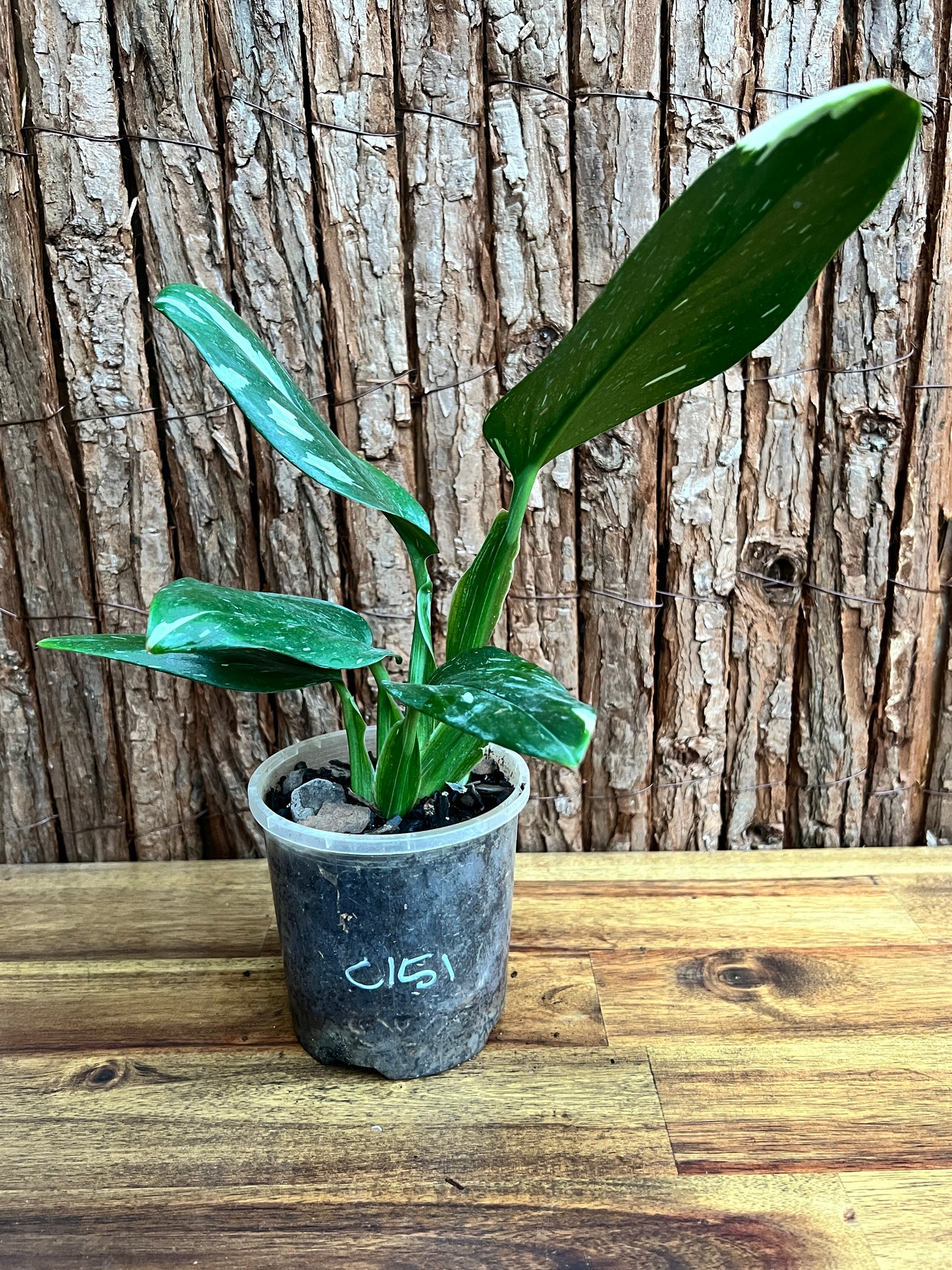 Monstera standleyana Albo Variegata C151