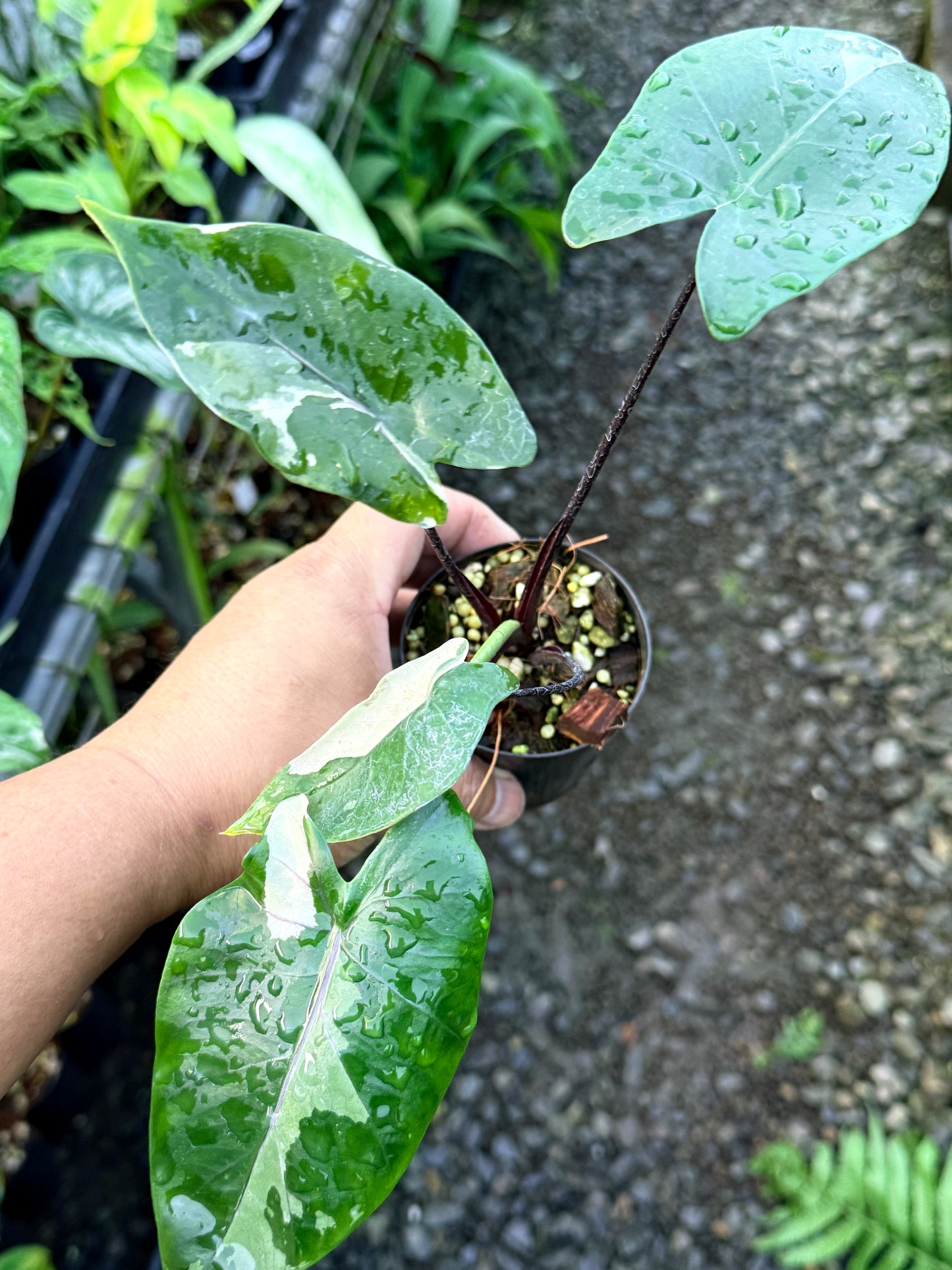 Alocasia Macrorrhizos Black Stem Variegated R43