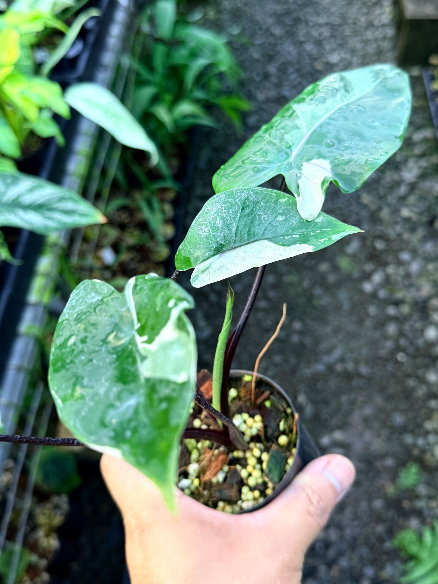 Alocasia Macrorrhizos Black Stem Variegated R43