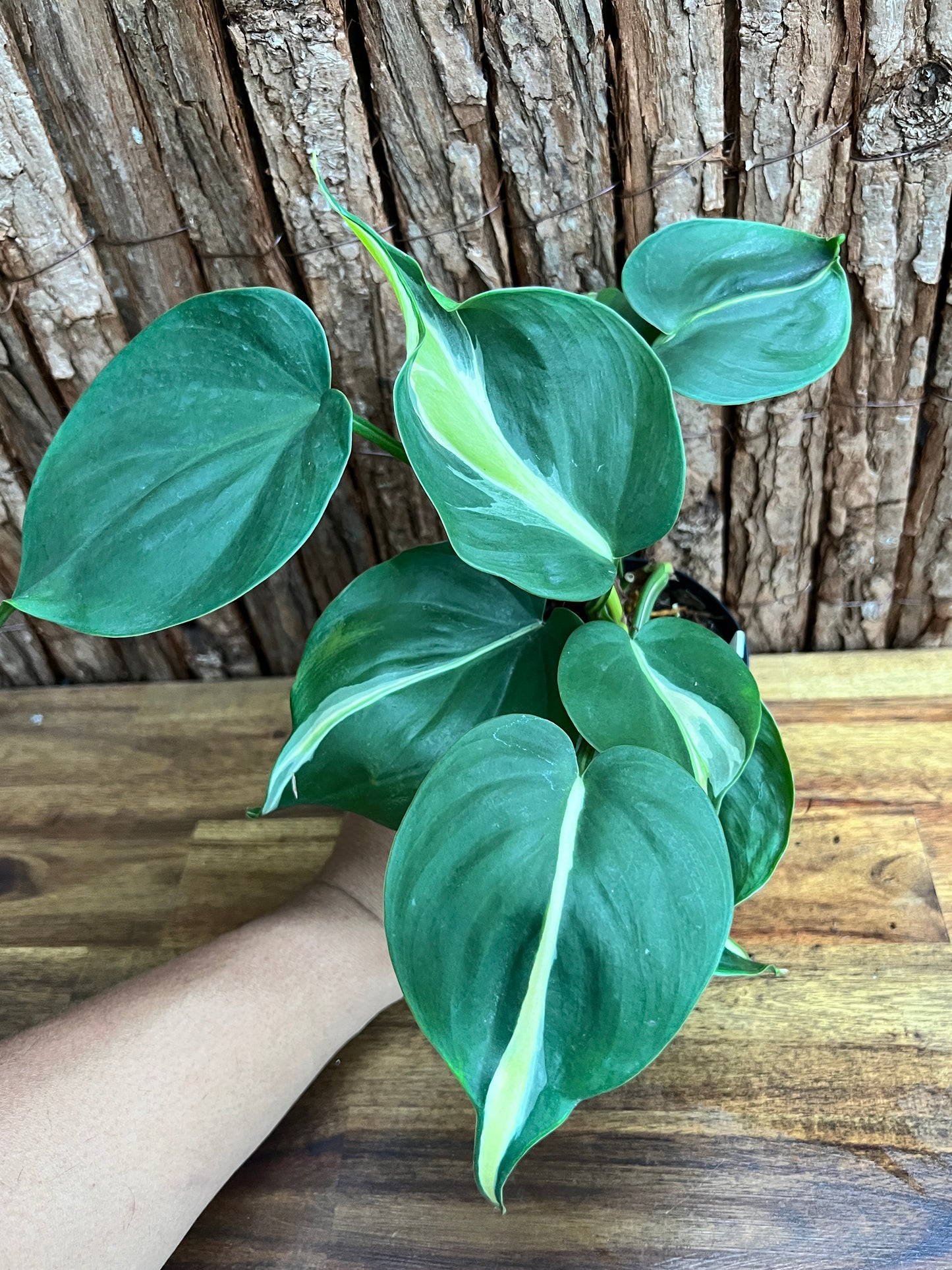 Philodendron hederaceum Rio - Large C152