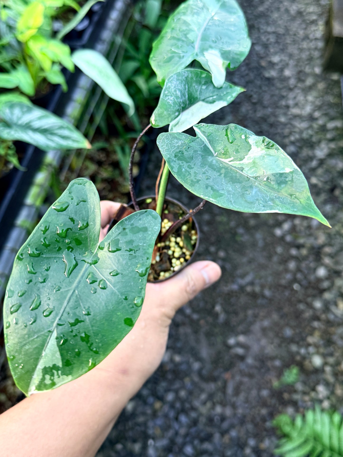 Alocasia Macrorrhizos Black Stem Variegated R43