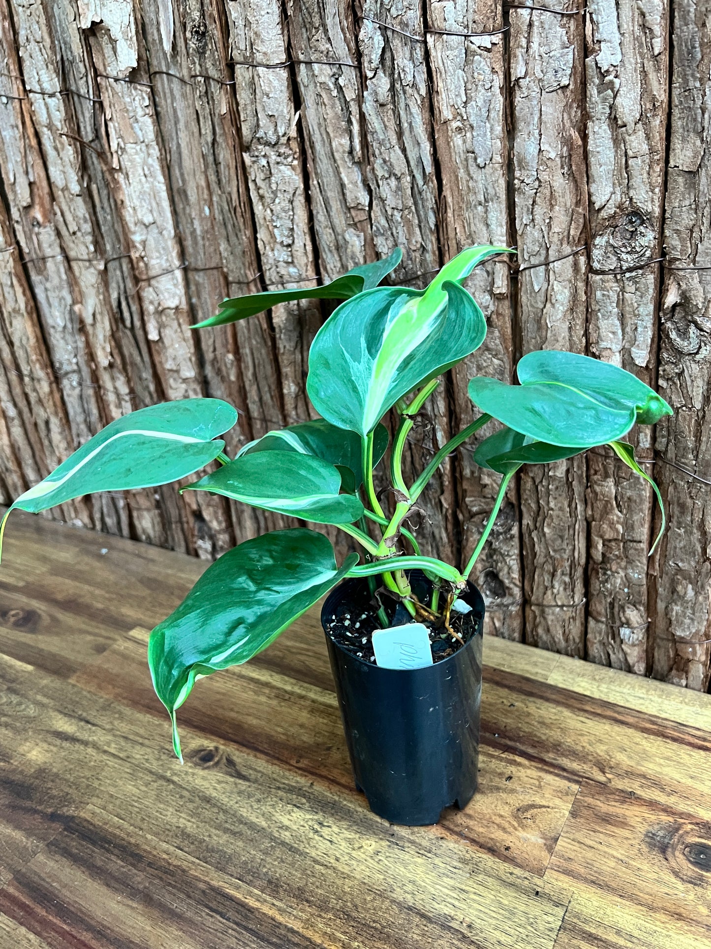 Philodendron hederaceum Rio - Large C152