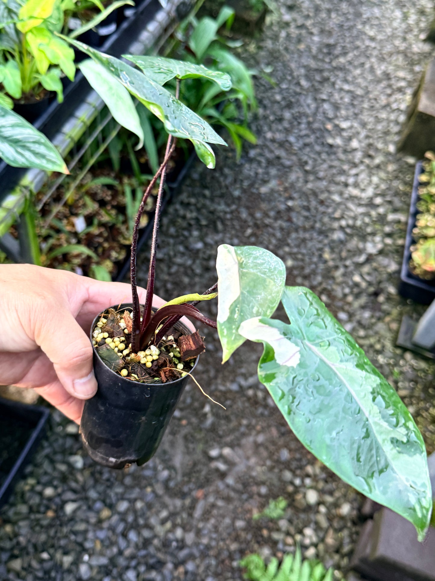 Alocasia Macrorrhizos Black Stem Variegated R43